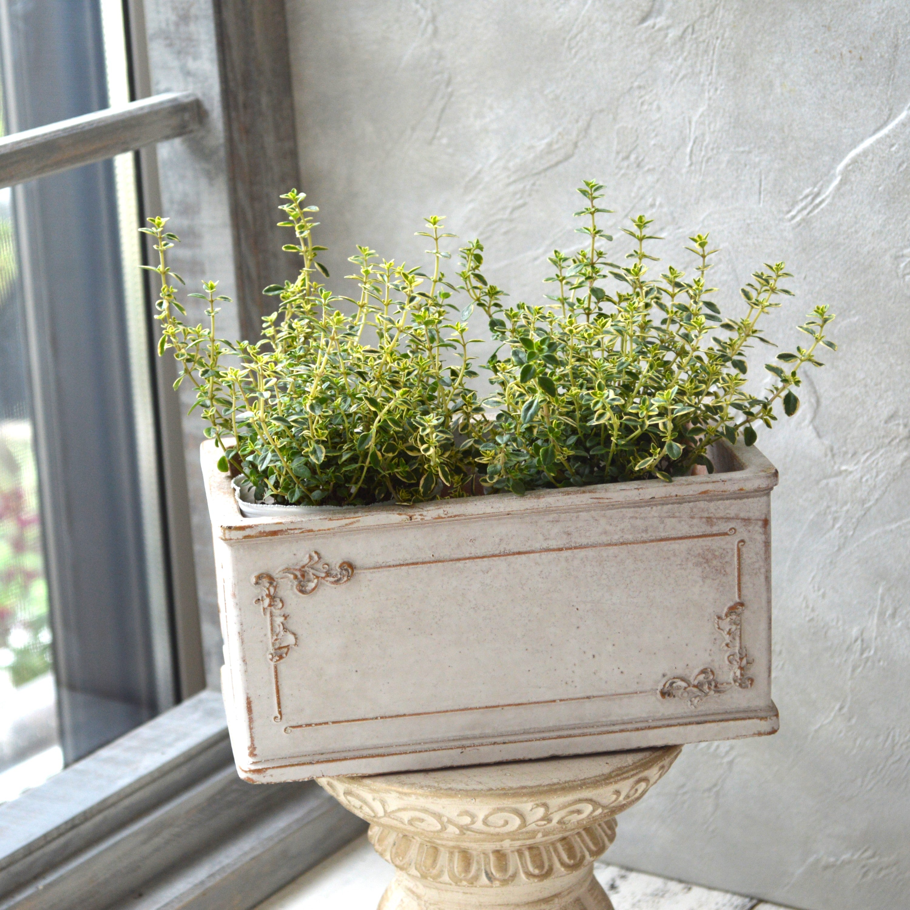 【斑入り】 ゴールデンタイム 2.5寸POT