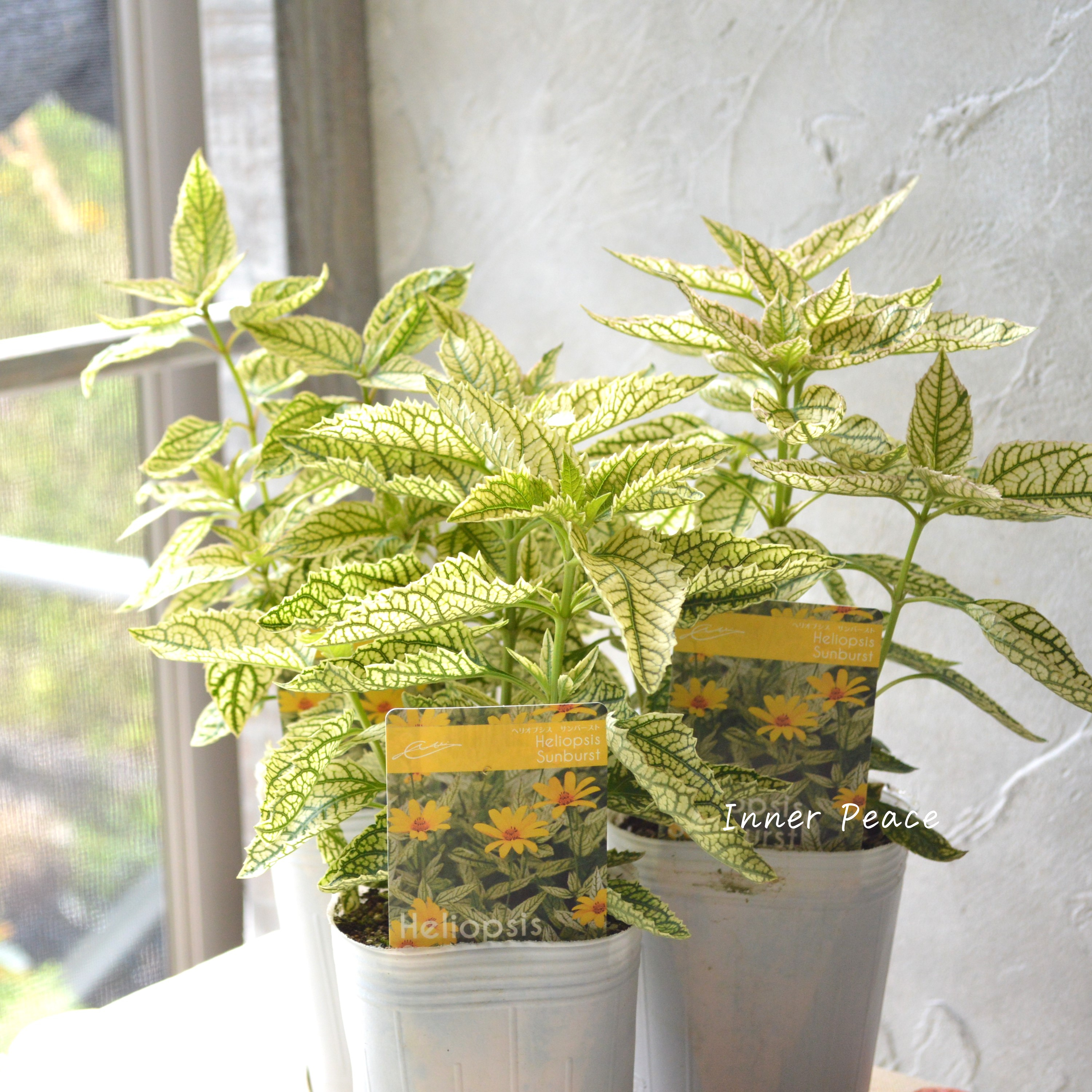 【開花期が長い】 ヘリオプシス 『サンバースト』 3寸POT