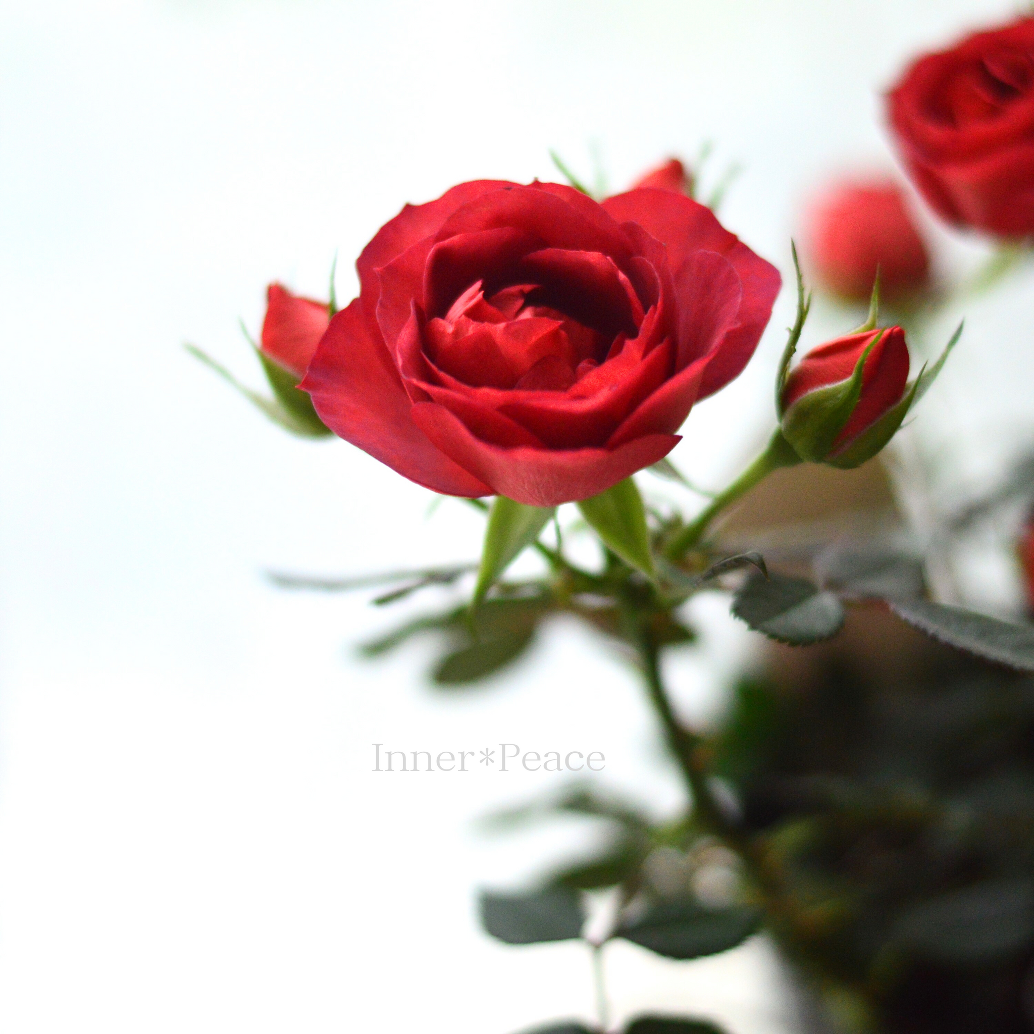 黒薔薇mira  黒真珠（バラ図鑑）