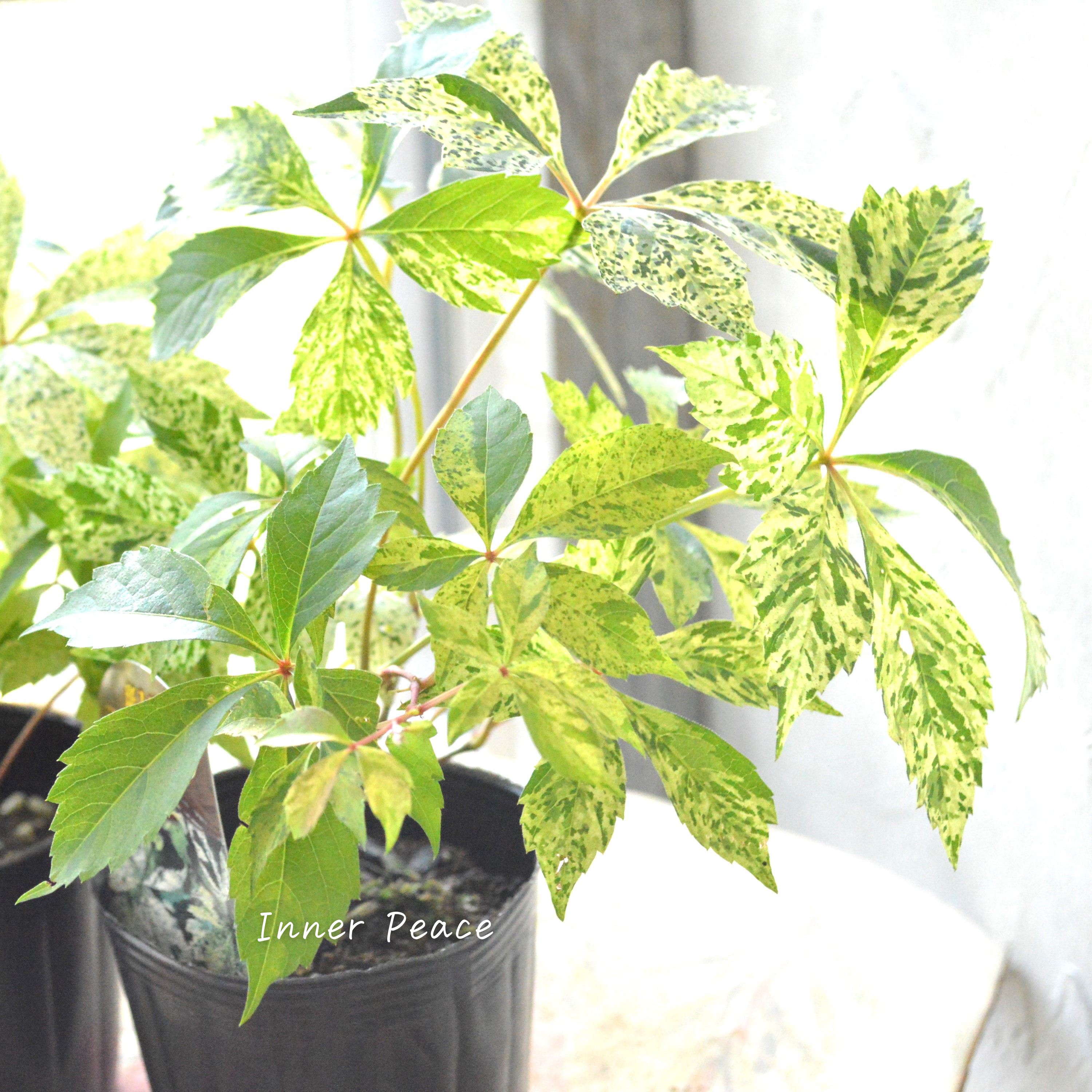 【斑入り】 アメリカヅタ 3.5寸POT