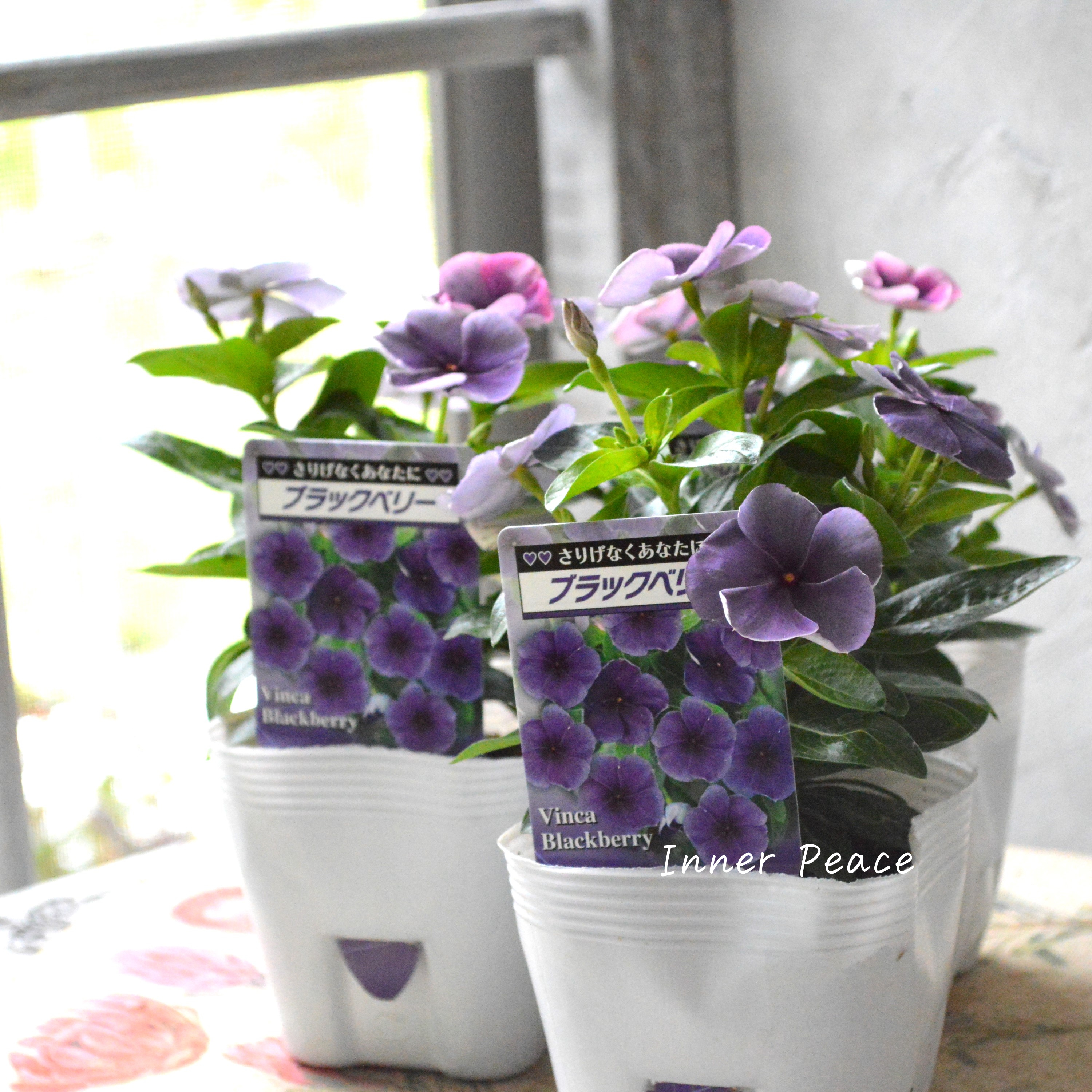 【北島園芸さん】 ニチニチソウ 『ブラックベリー・スモーキー』 3.5寸POT