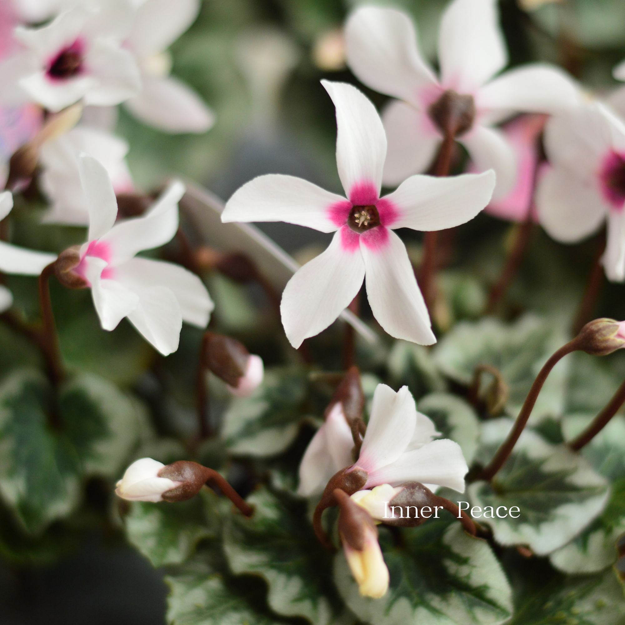 【大栄花園さん】 ミニシクラメン 『ange~アンジュ~』 2.5寸硬質POT