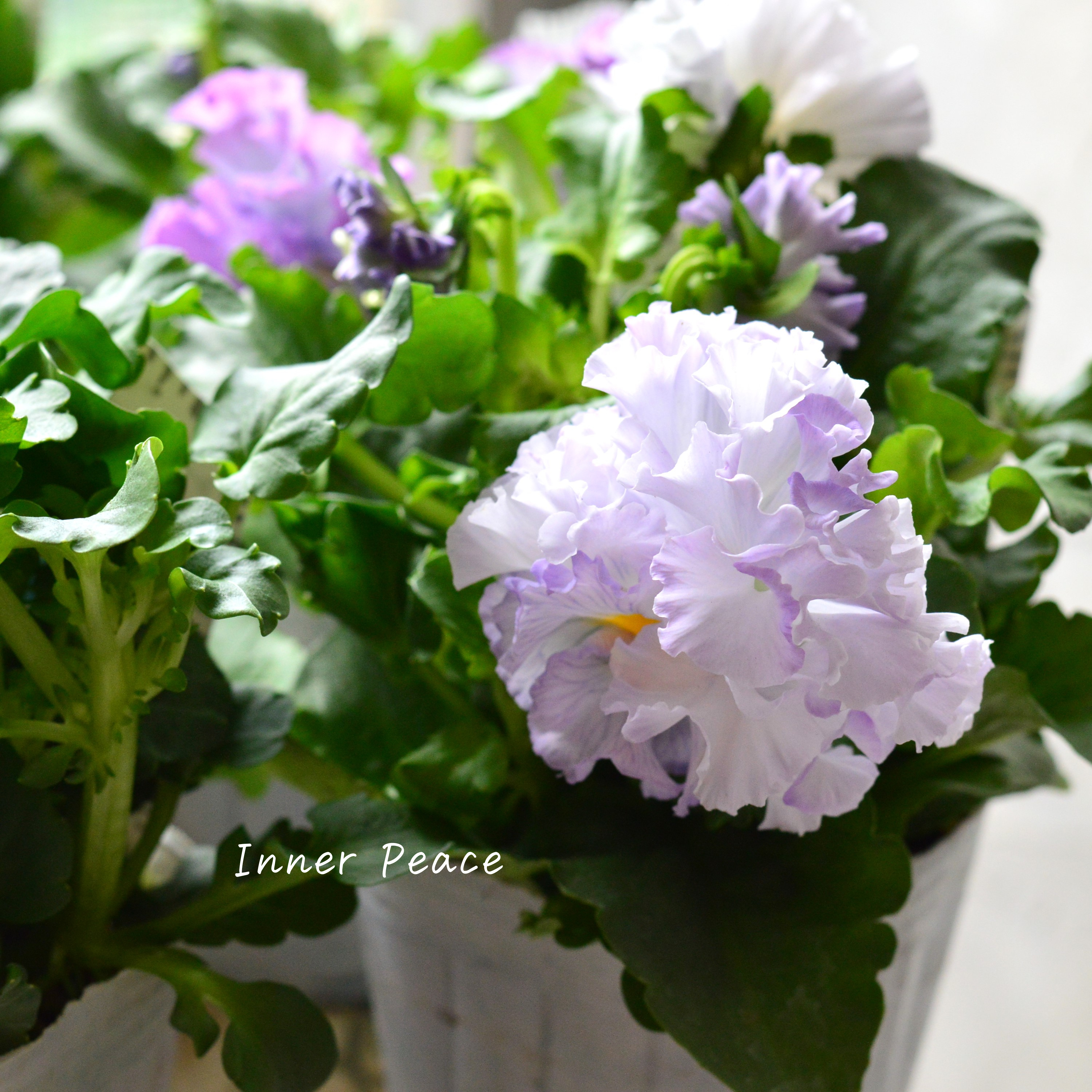 【湘南Berryさん】 フリルパンジー 『シュガーボンボン・パープル系』 3寸POT