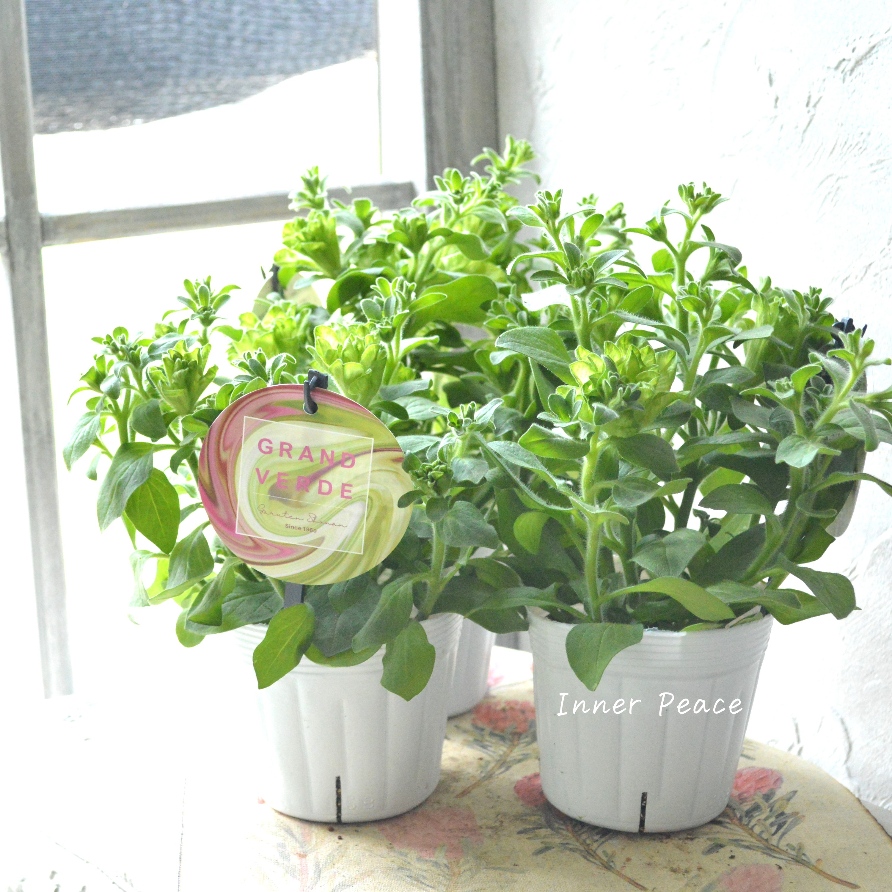 【ガルテン湘南さん】 ペチュニア 『湘南ヴェルデ』 3.5寸POT