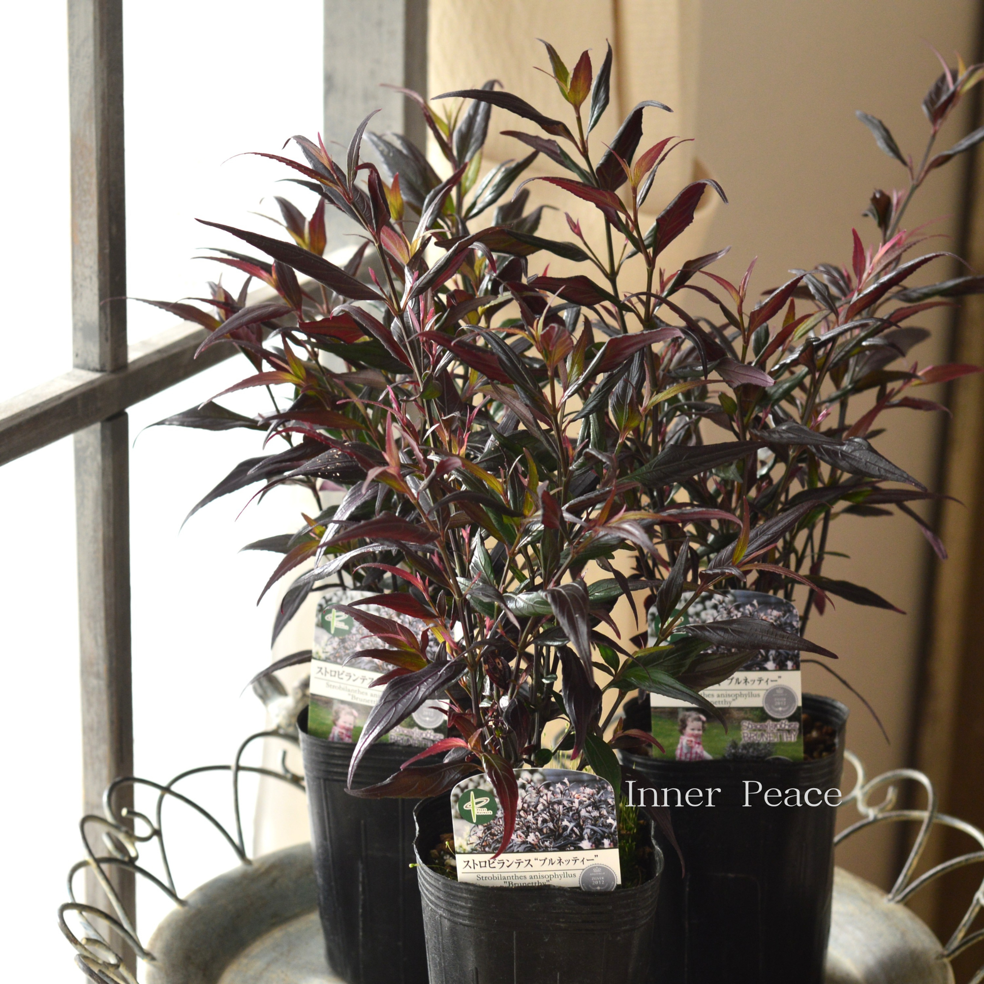 【オシャレ】 ストロビランテス 『ブルネッティー』 3寸POT