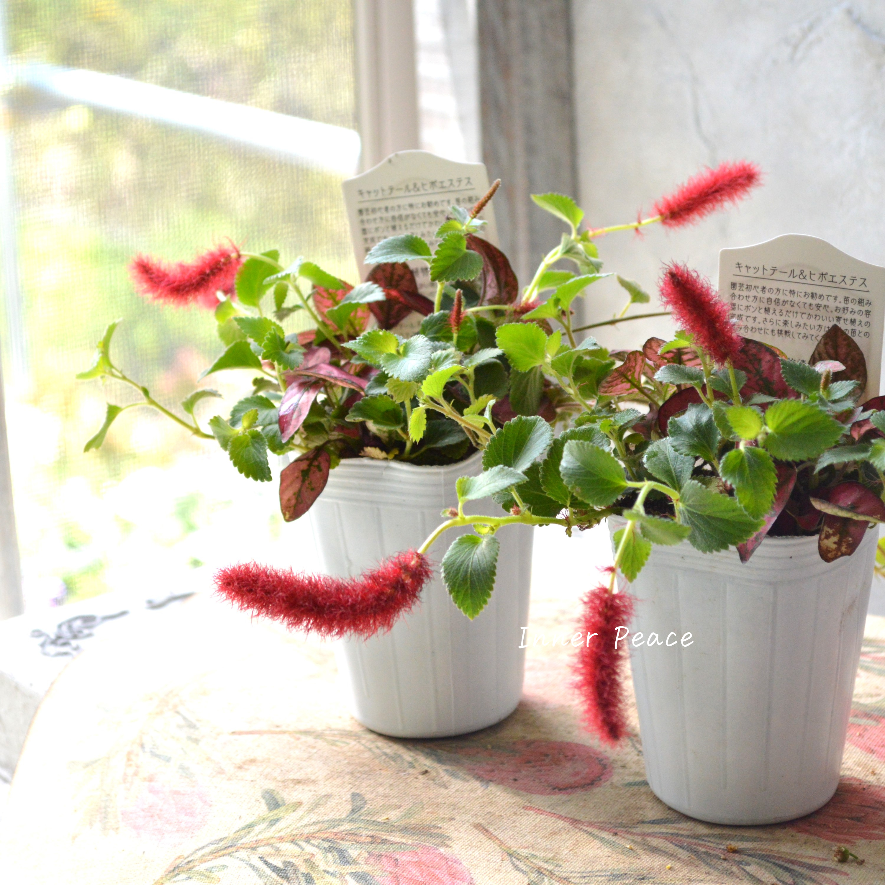 【寄せ植えに】 ヒポキャット(ヒポエステス赤+キャッツテール) 2.5寸ロングPOT