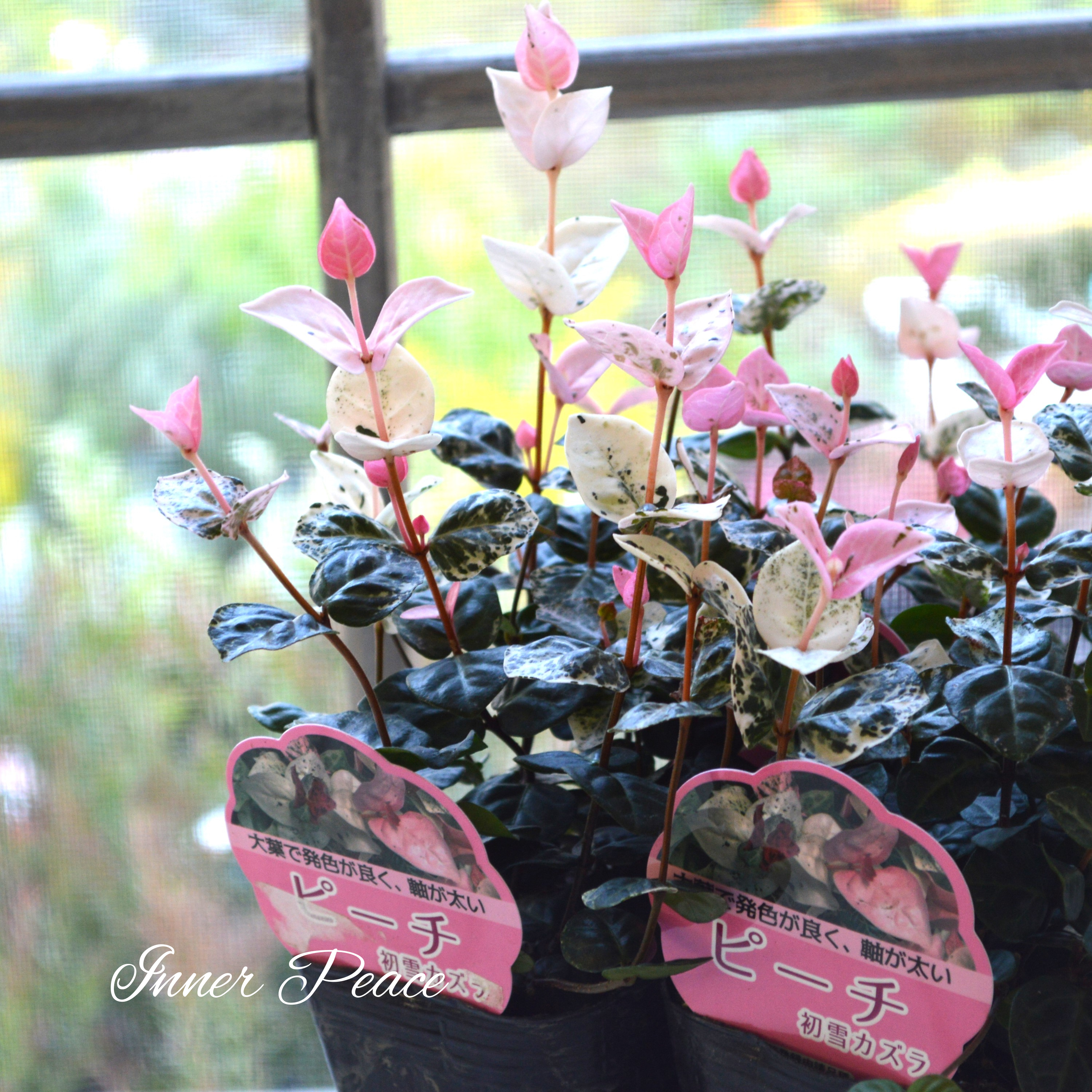 【美しいリーフ】 ハツユキカズラ『ピーチ』 3寸POT