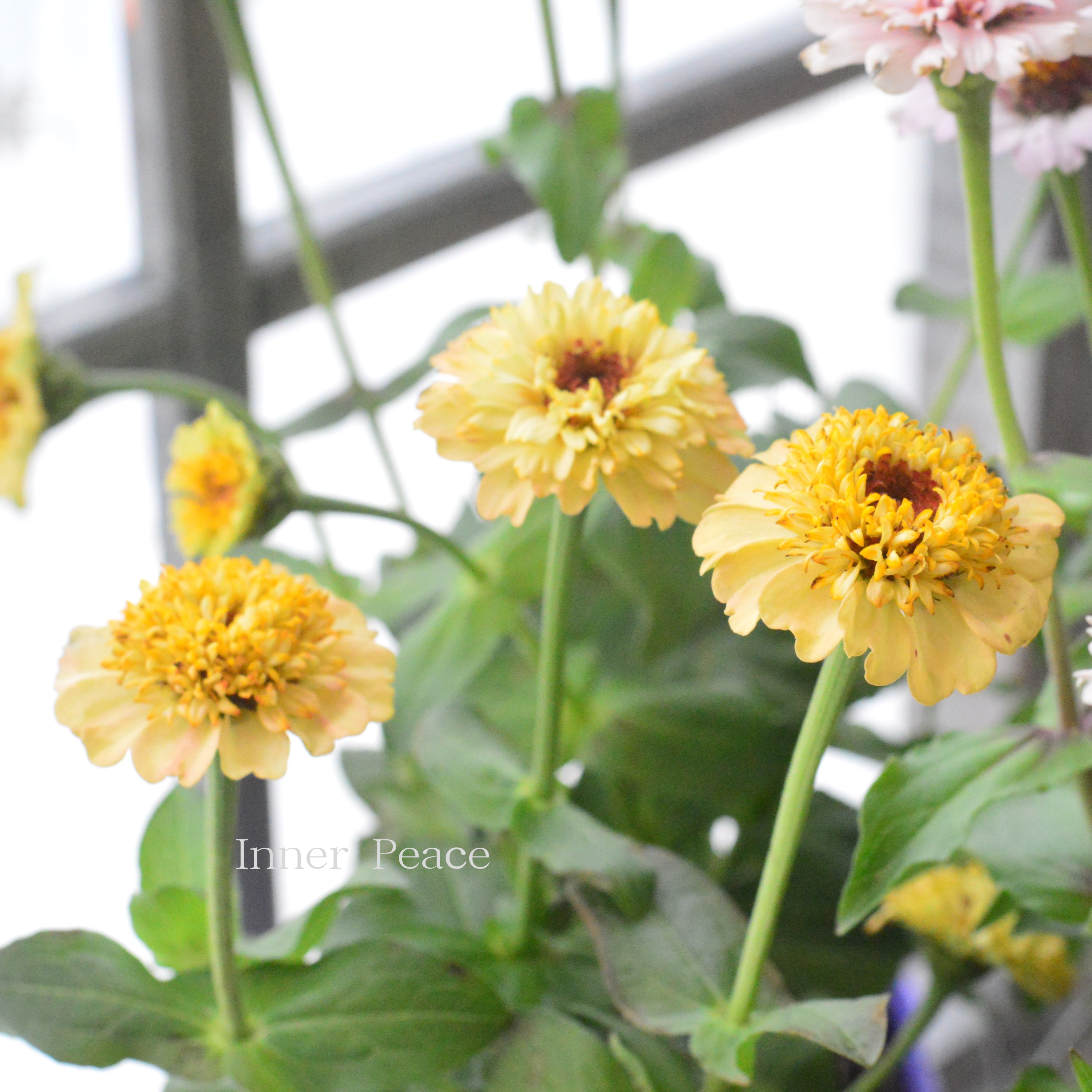 【かわいい】 ジニア 『シンデレラ・ピーチ』 3.5寸POT