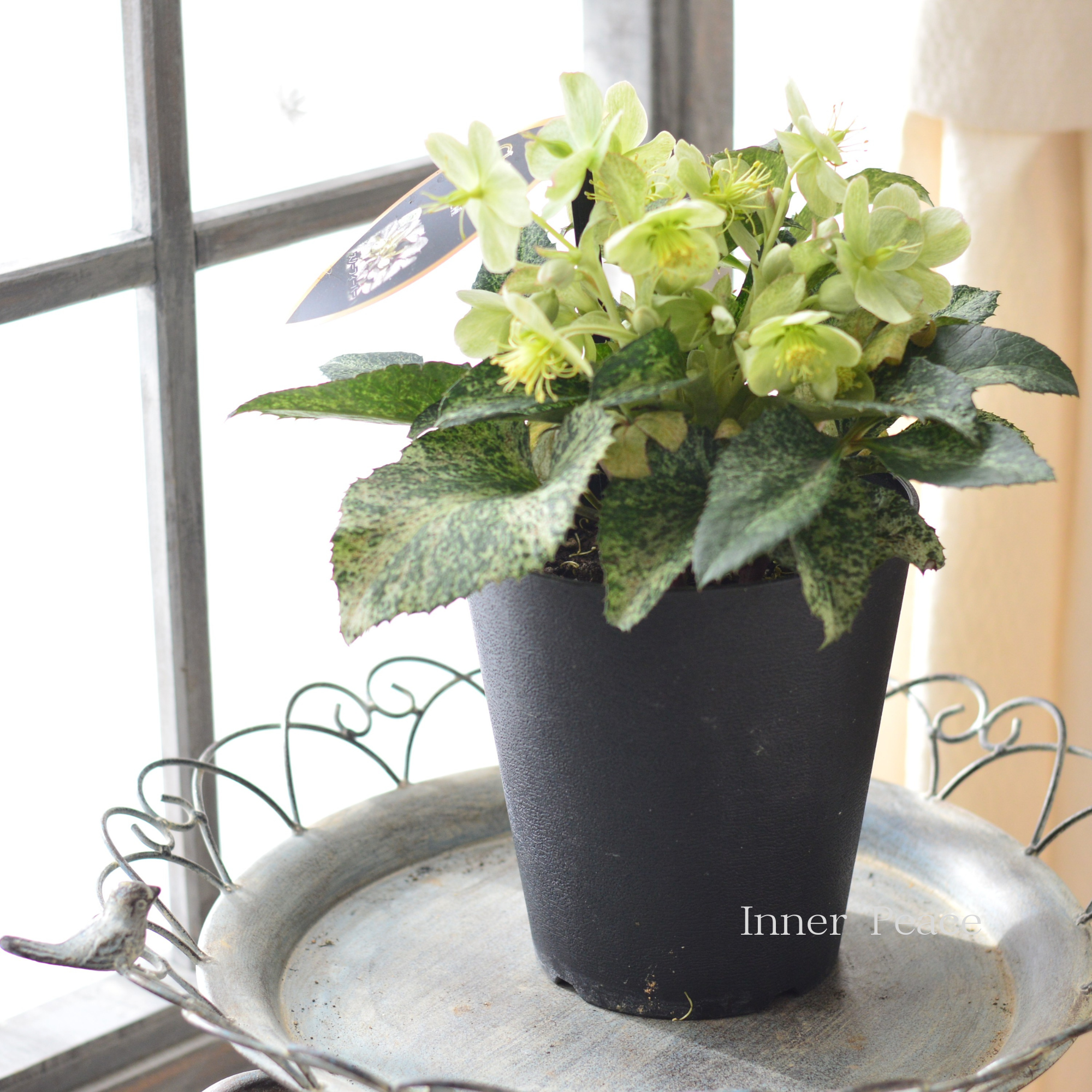 【美しい】 クリスマスローズ 『スノーフィーバー』 5寸鉢