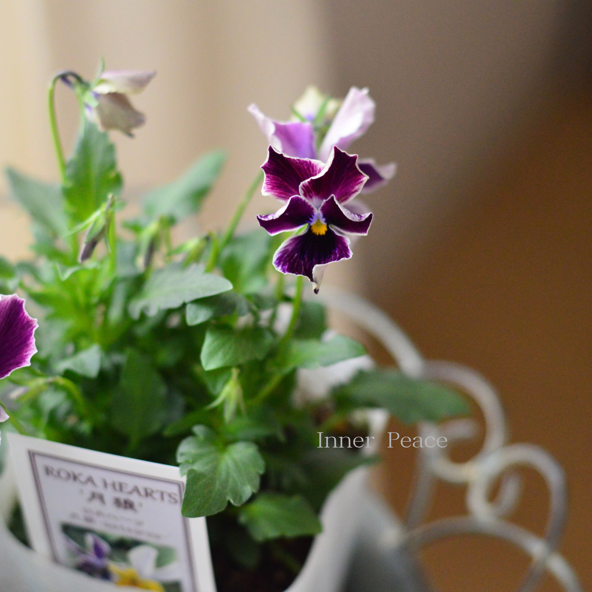 【美しい】 ビオラ ロカハーツ 『月狼』 3.5寸POT