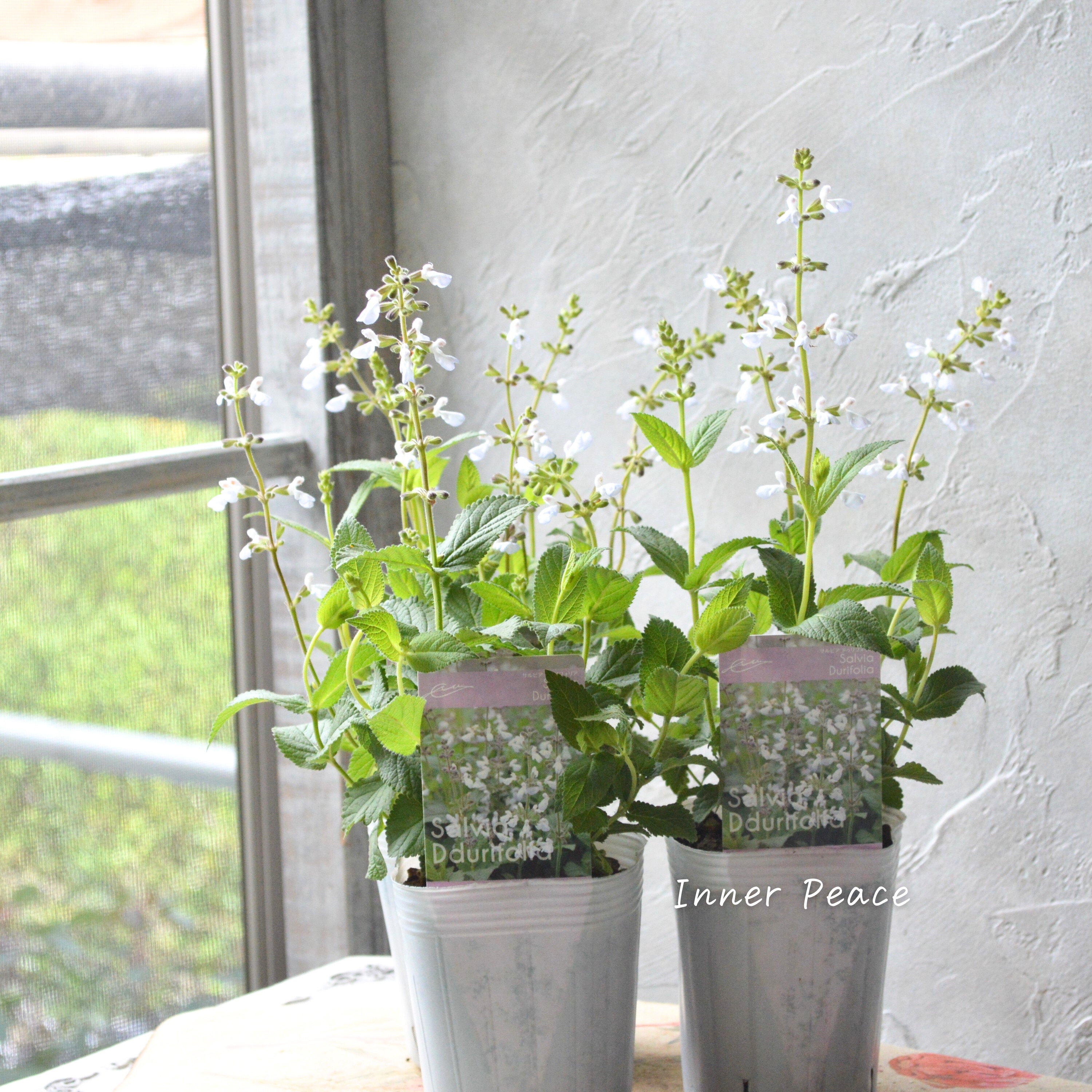 【宿根】 サルビア 『ドゥリフォリア』 3寸ロングPOT