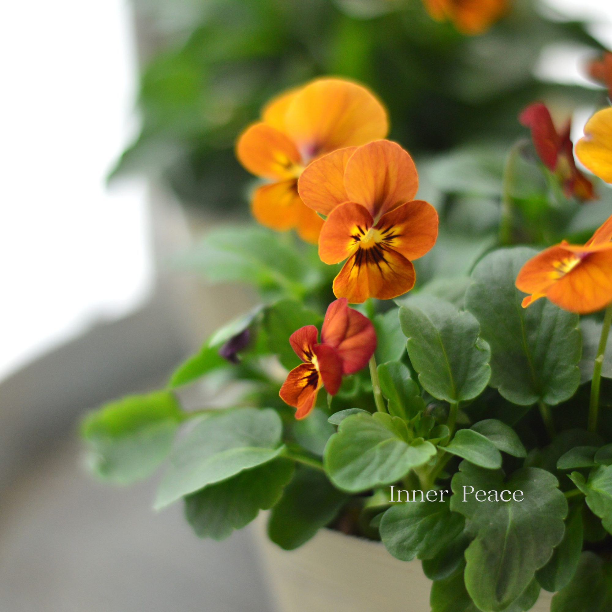 【アンティーク】 ビオラ 『コリーナテラコッタ』 3.5寸POT