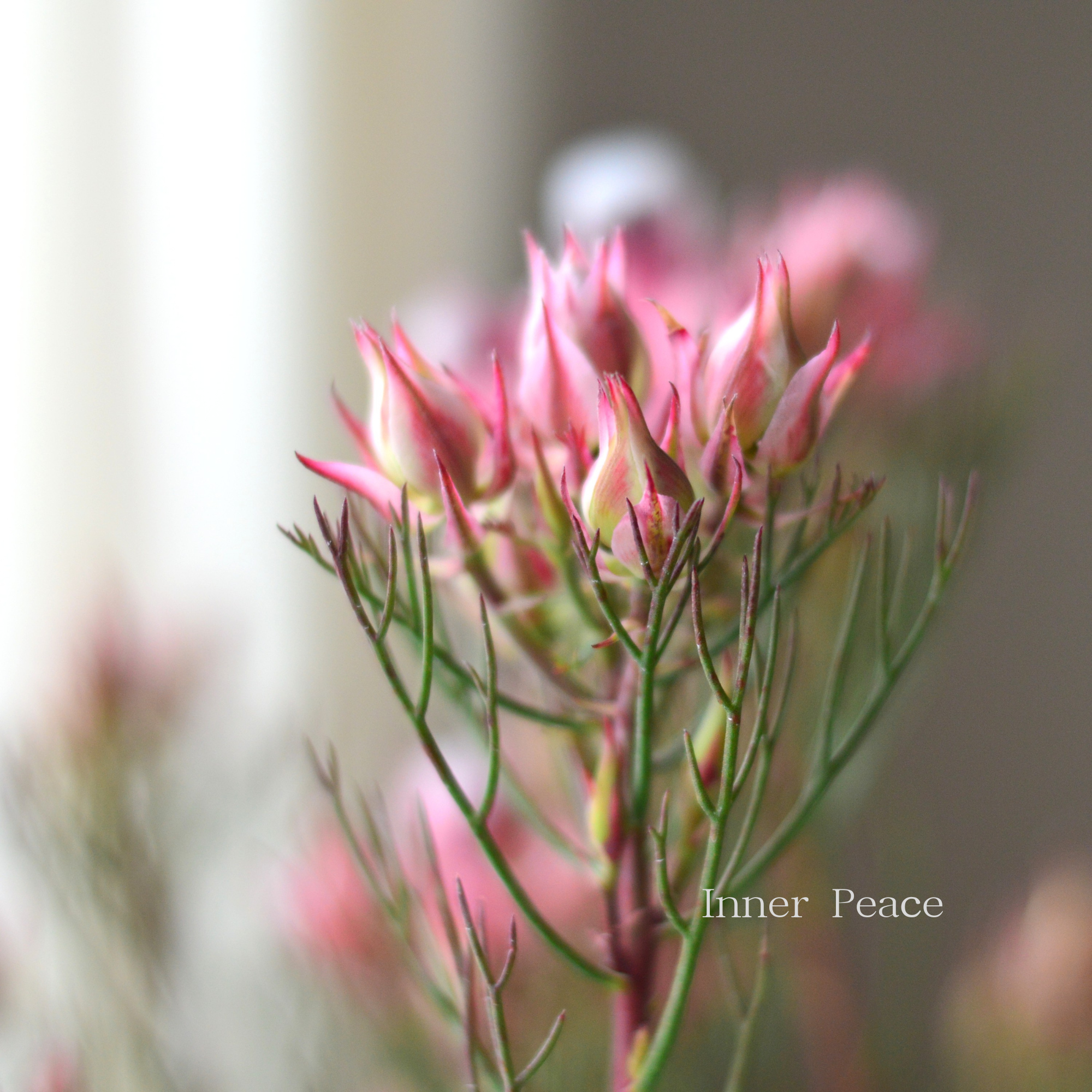 【大苗】 ジョーイセルリア 『カルメン』 6号鉢