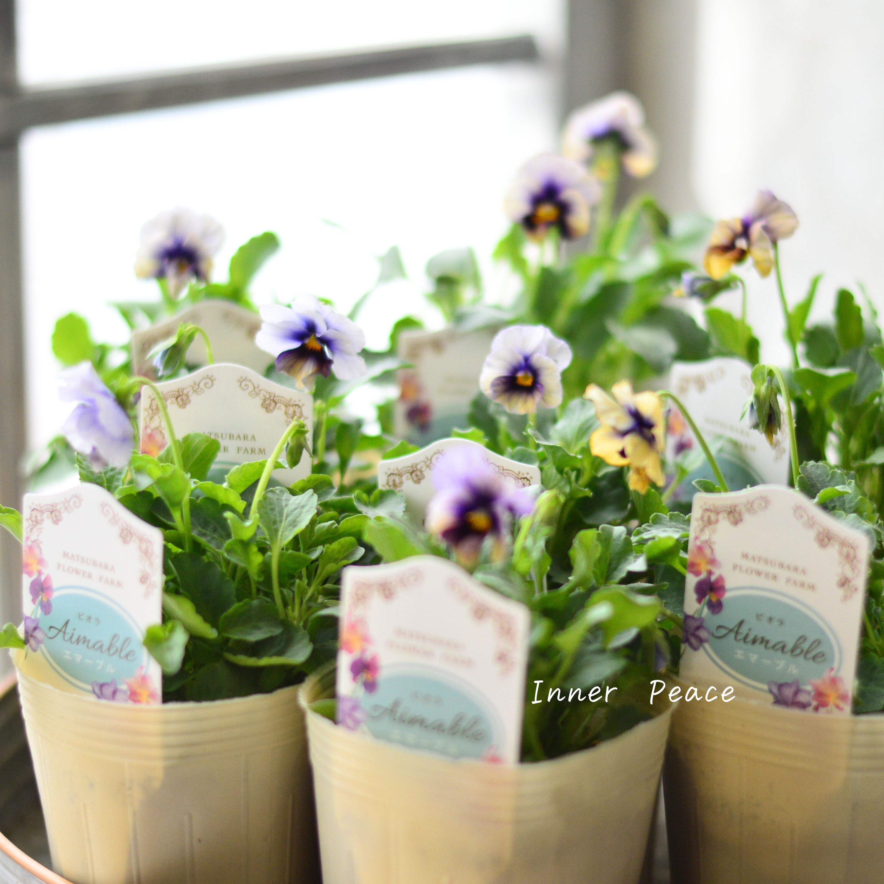 【マツバラフラワーファームさん】 ビオラ 『エマーブル・ムーンライト』 3寸ロングPOT