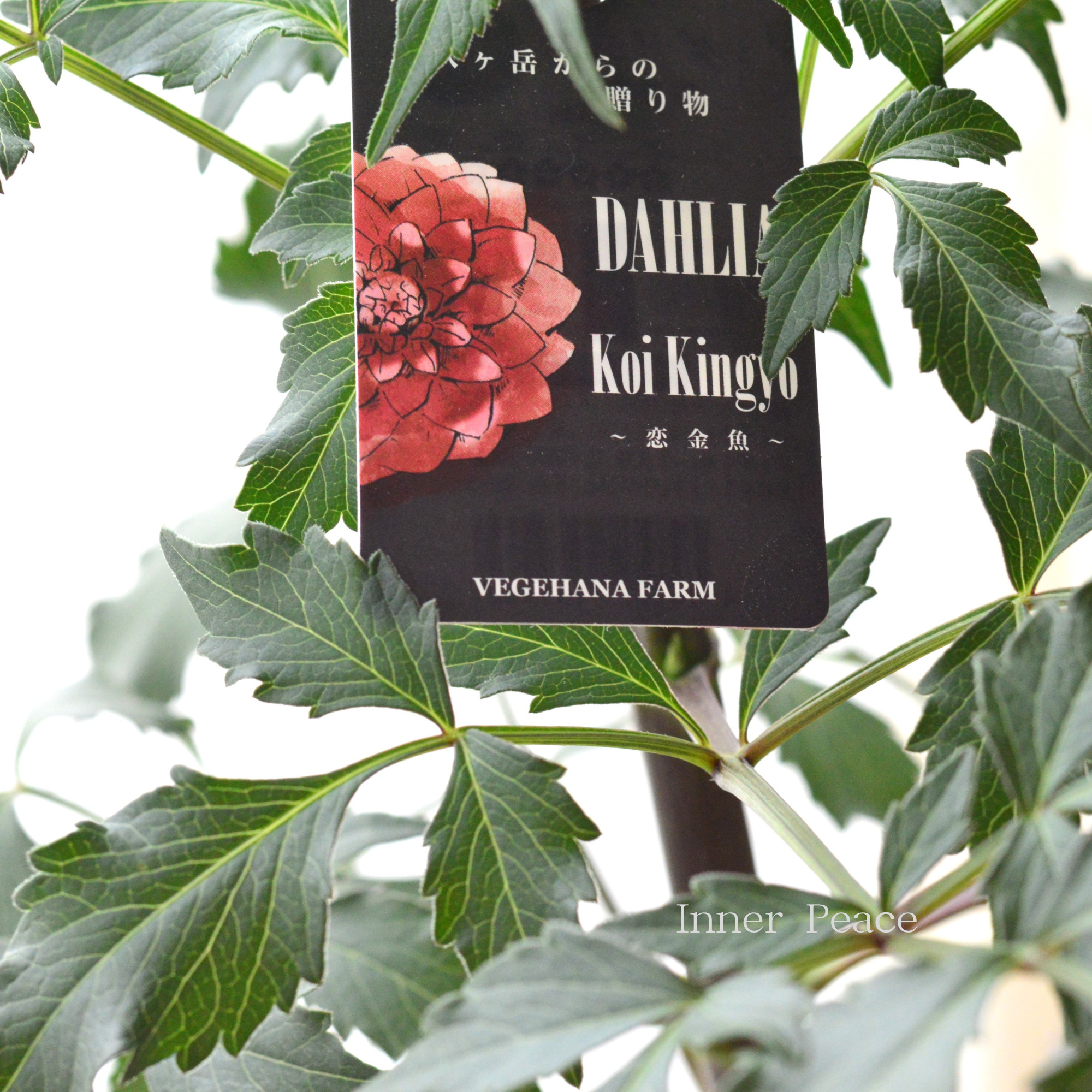 【美しい】ダリア 『恋金魚』 3.5寸ロングPOT