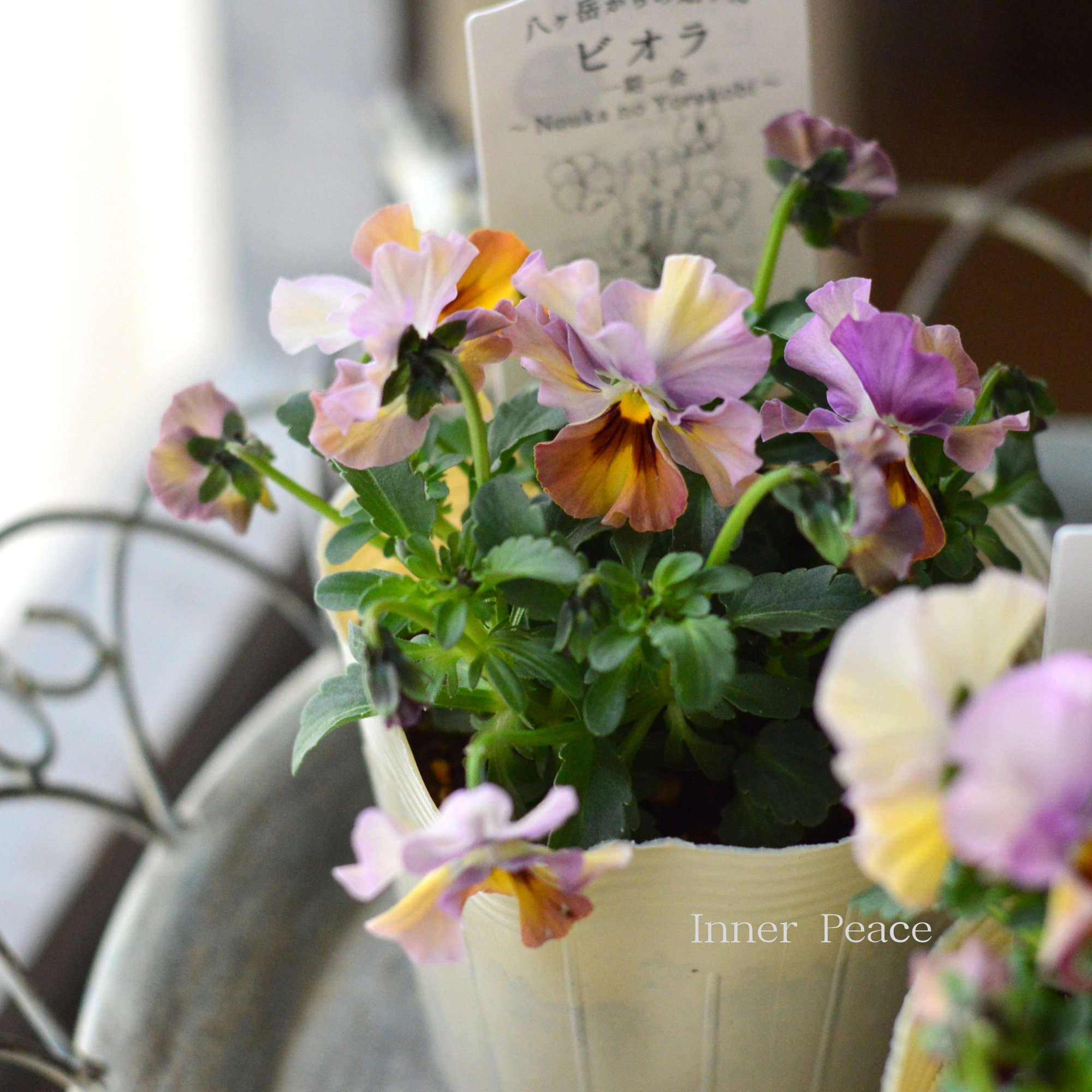 【VEGIHANA FARMさん】 ビオラ 『一期一会・Nouka no Yorokobi』 3.5寸POT