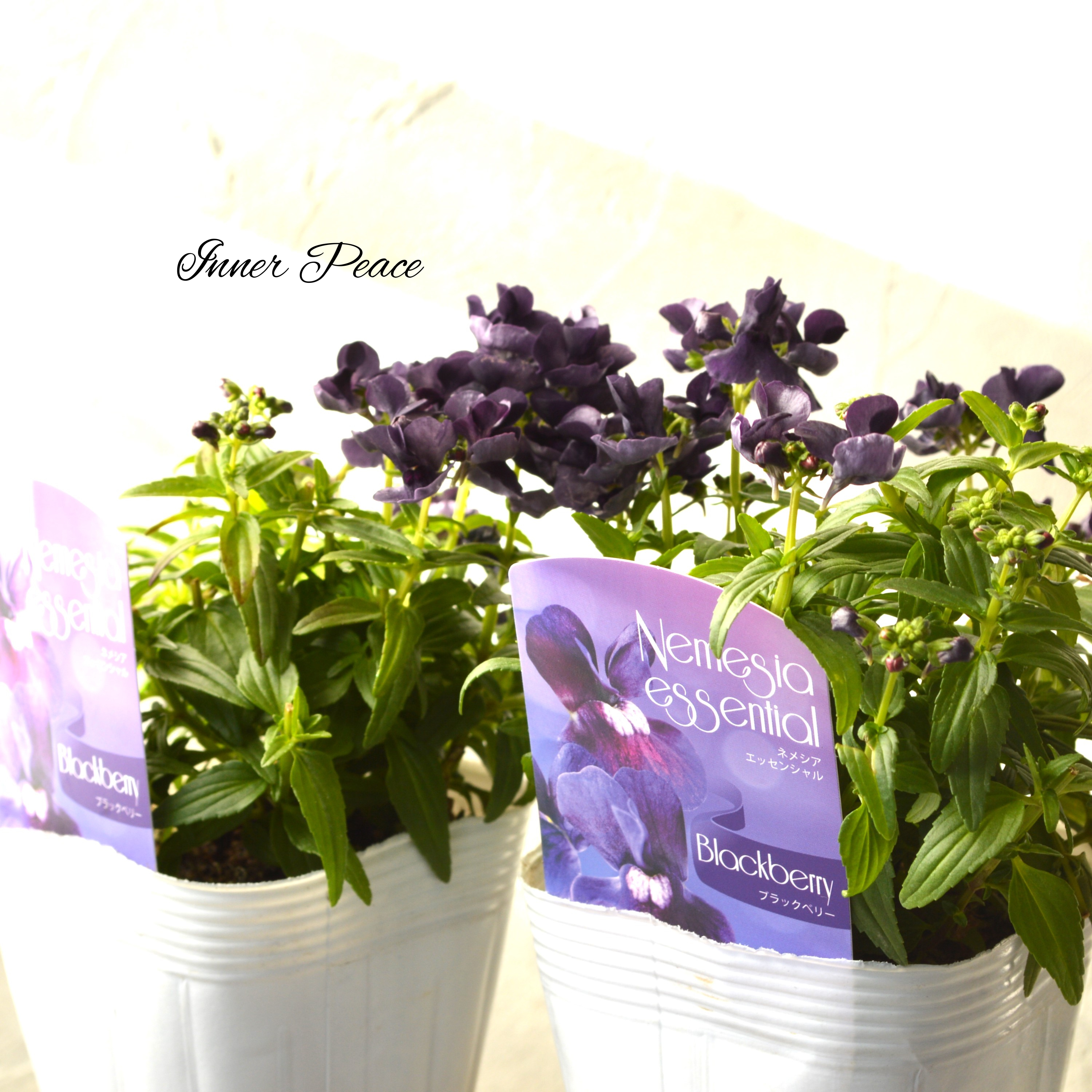 【シック】 ネメシア 『エッセンシャル・ブラックベリー』 3.5寸POT