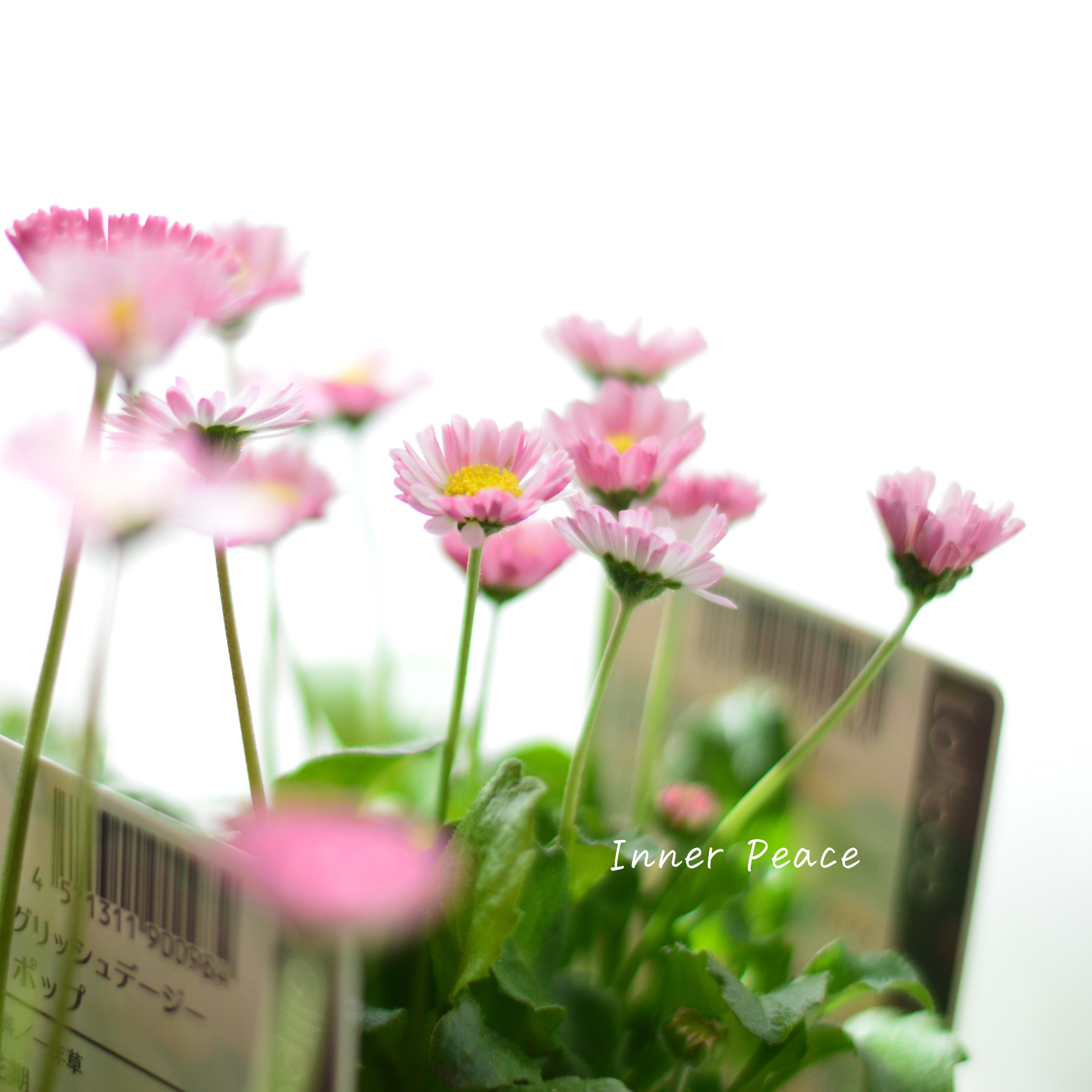 【かわいい】 イングリッシュデージー 『ロリポップ』 3寸POT