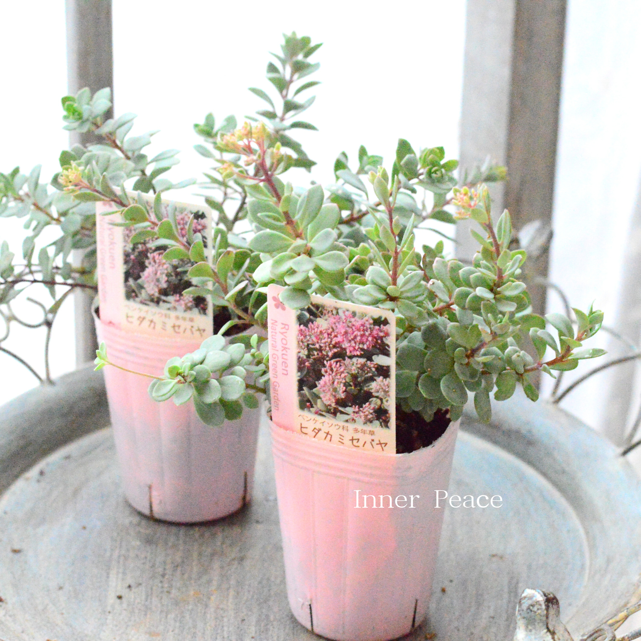 寒さに強い】ヒダカミセバヤ 2.5寸POT