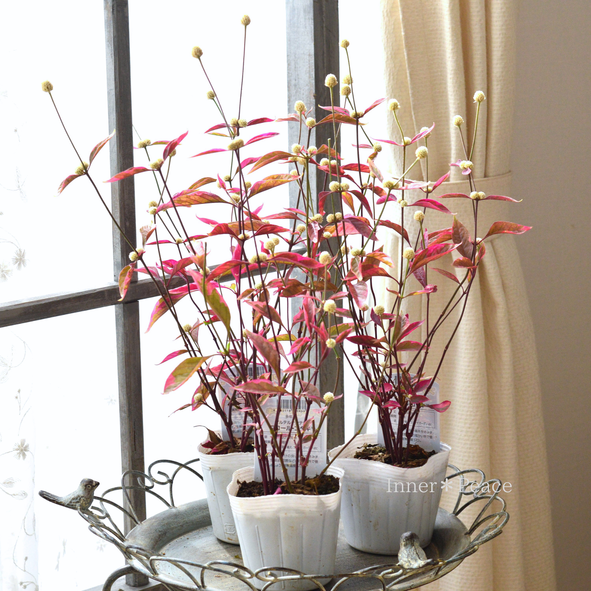 【寄せ植えに】 アルテルナンテラ 『フロール・コタキ』 3寸POT