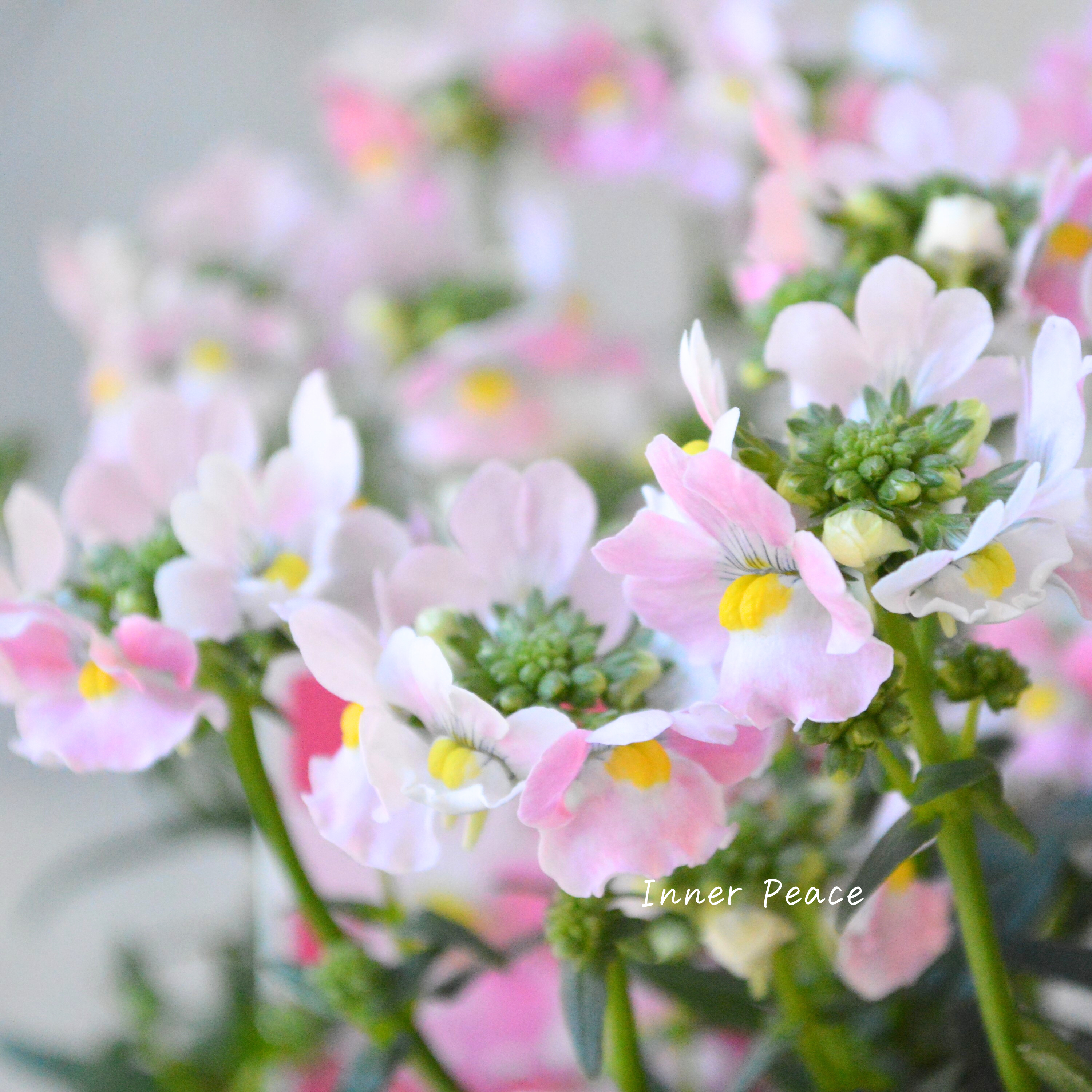 【ゲブラさん】 ネメシア・メーテル 『エレーヌ』 3.5寸POT