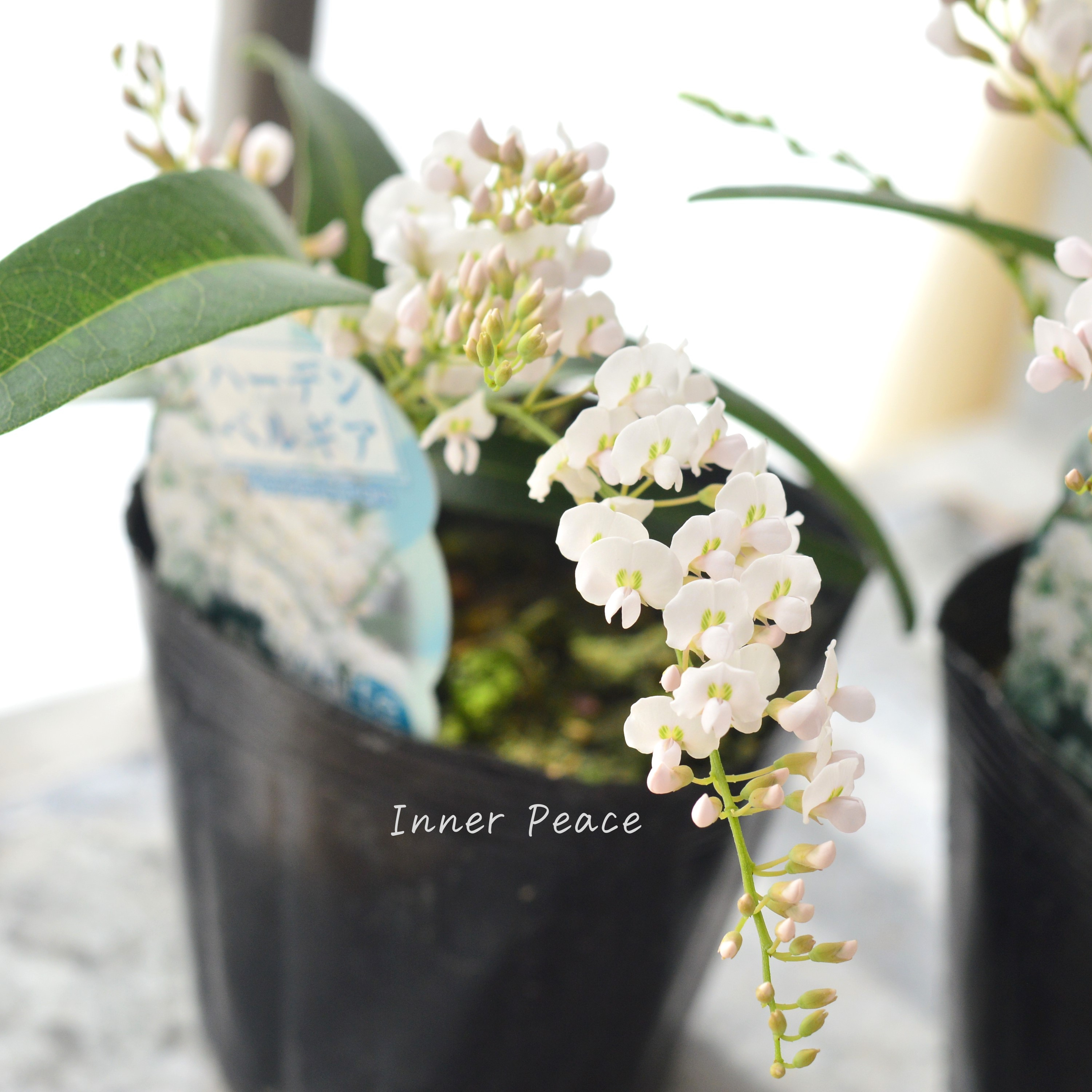 【美しい】 ハーデンベルギア 『ホワイト』 3.5寸POT