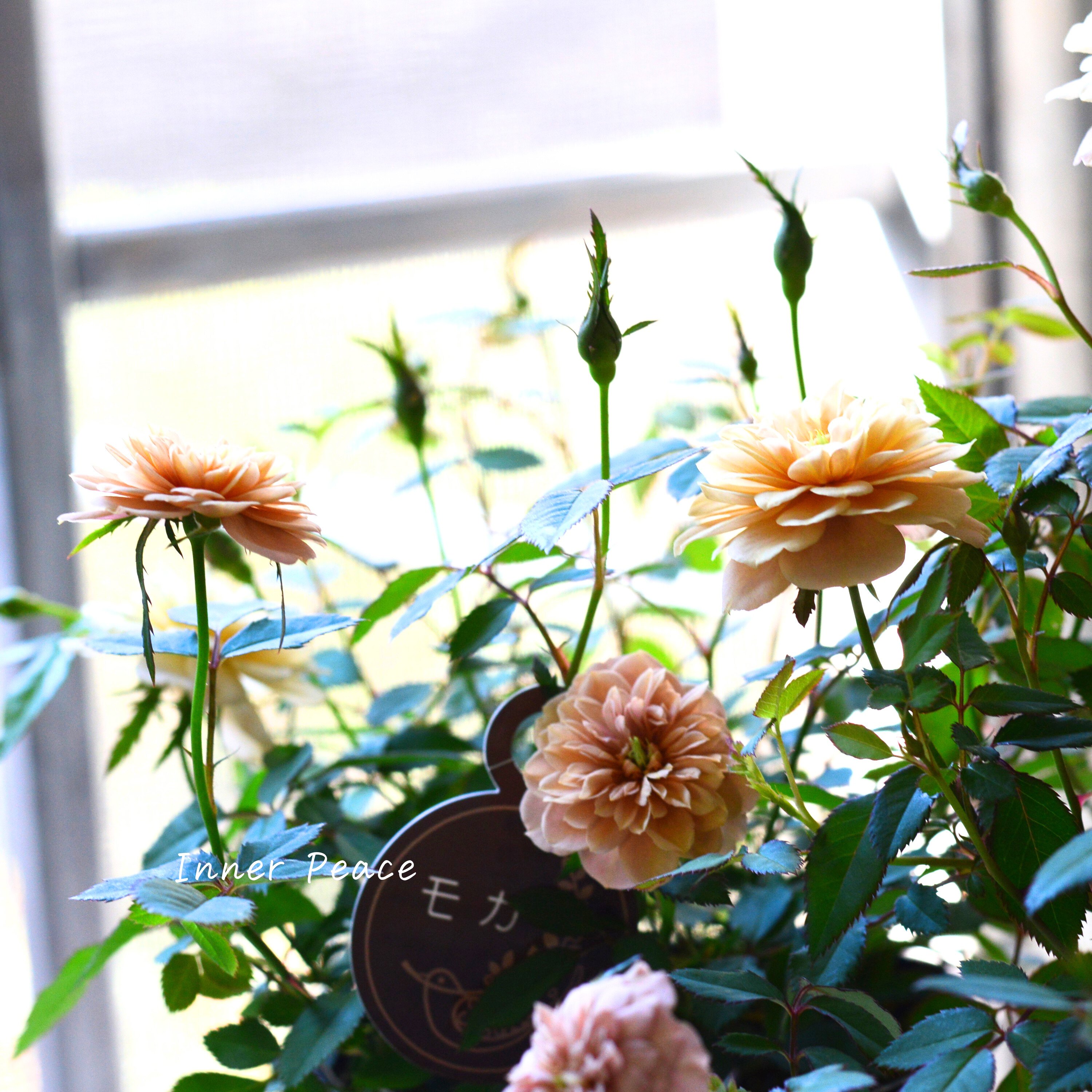 【アンティーク】 ミニ薔薇 『モカ』 3.5寸POT