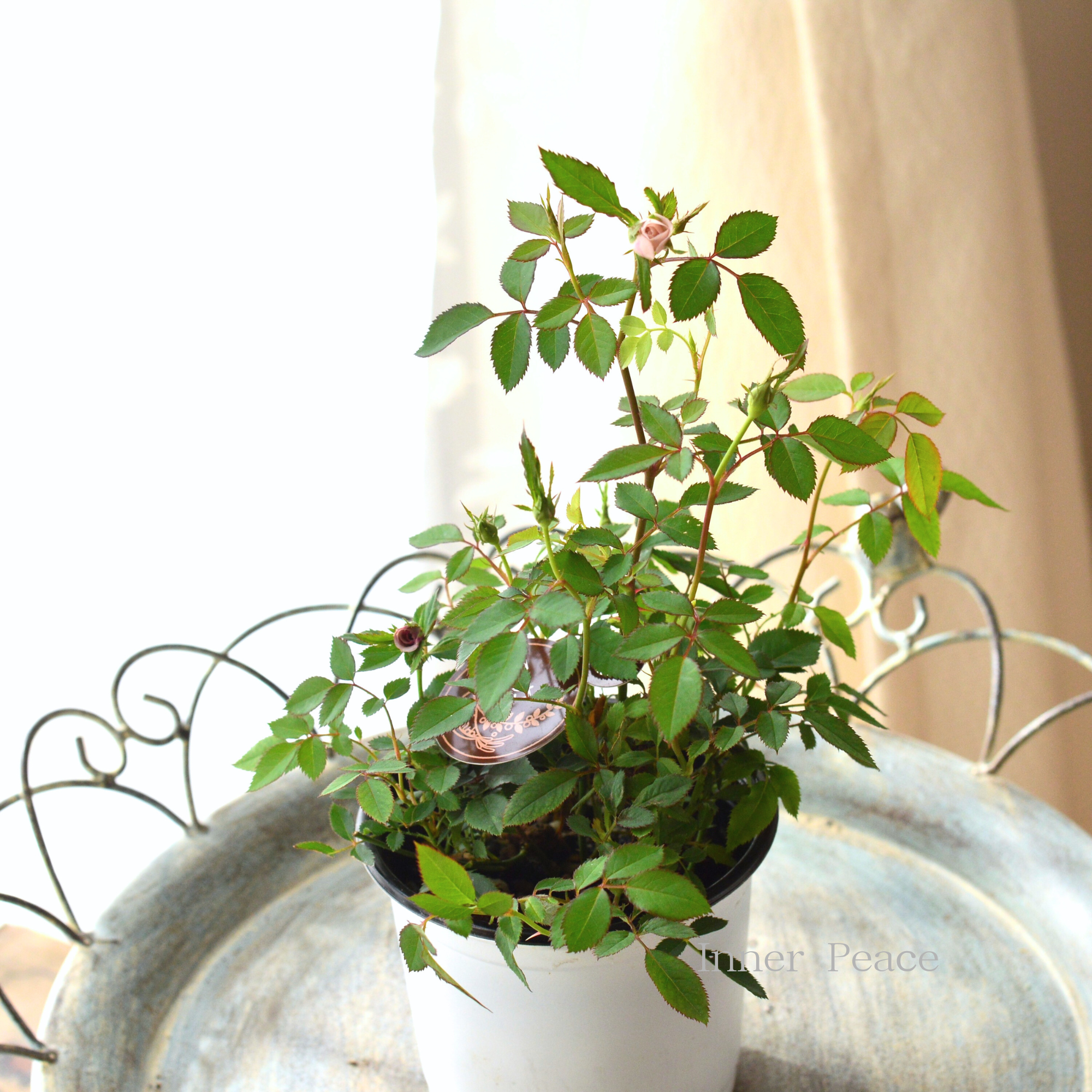 【アンティーク】 ミニ薔薇 『モカ』 3.5寸POT