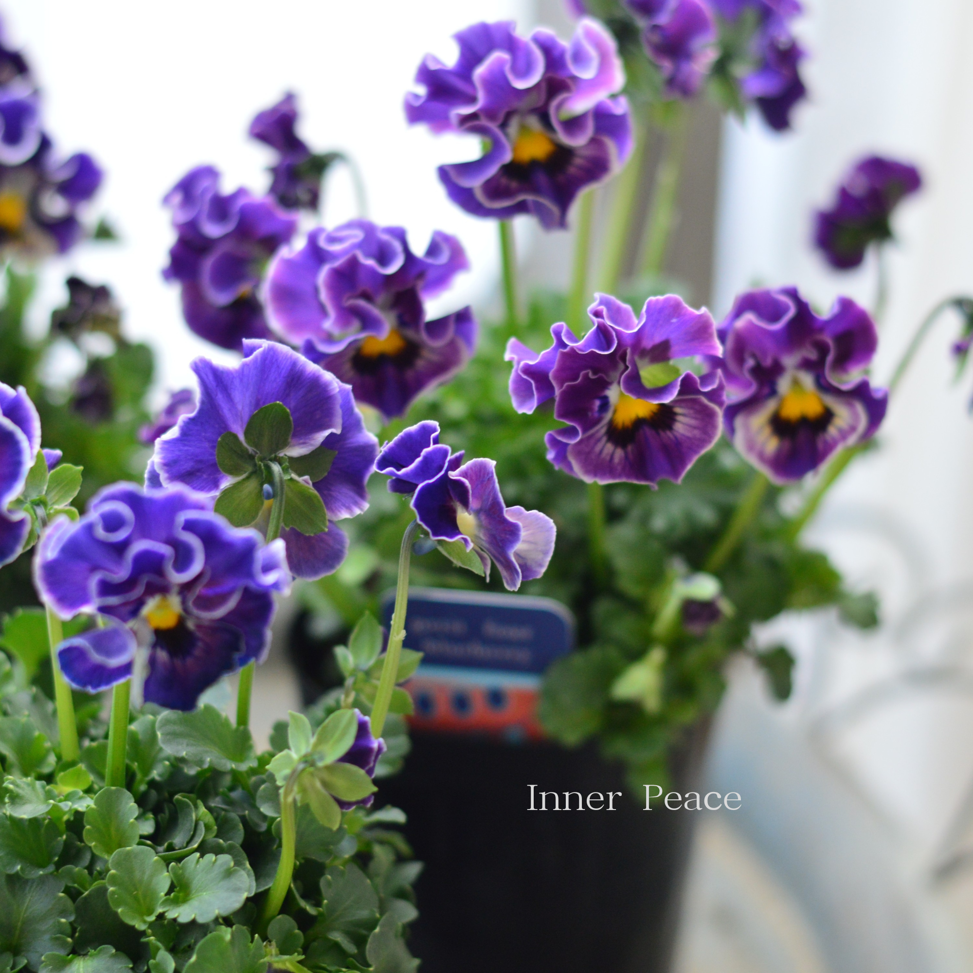 【ハルグリンさん】 ビオラ 『プティフール・ブルーベリー』 3寸POT