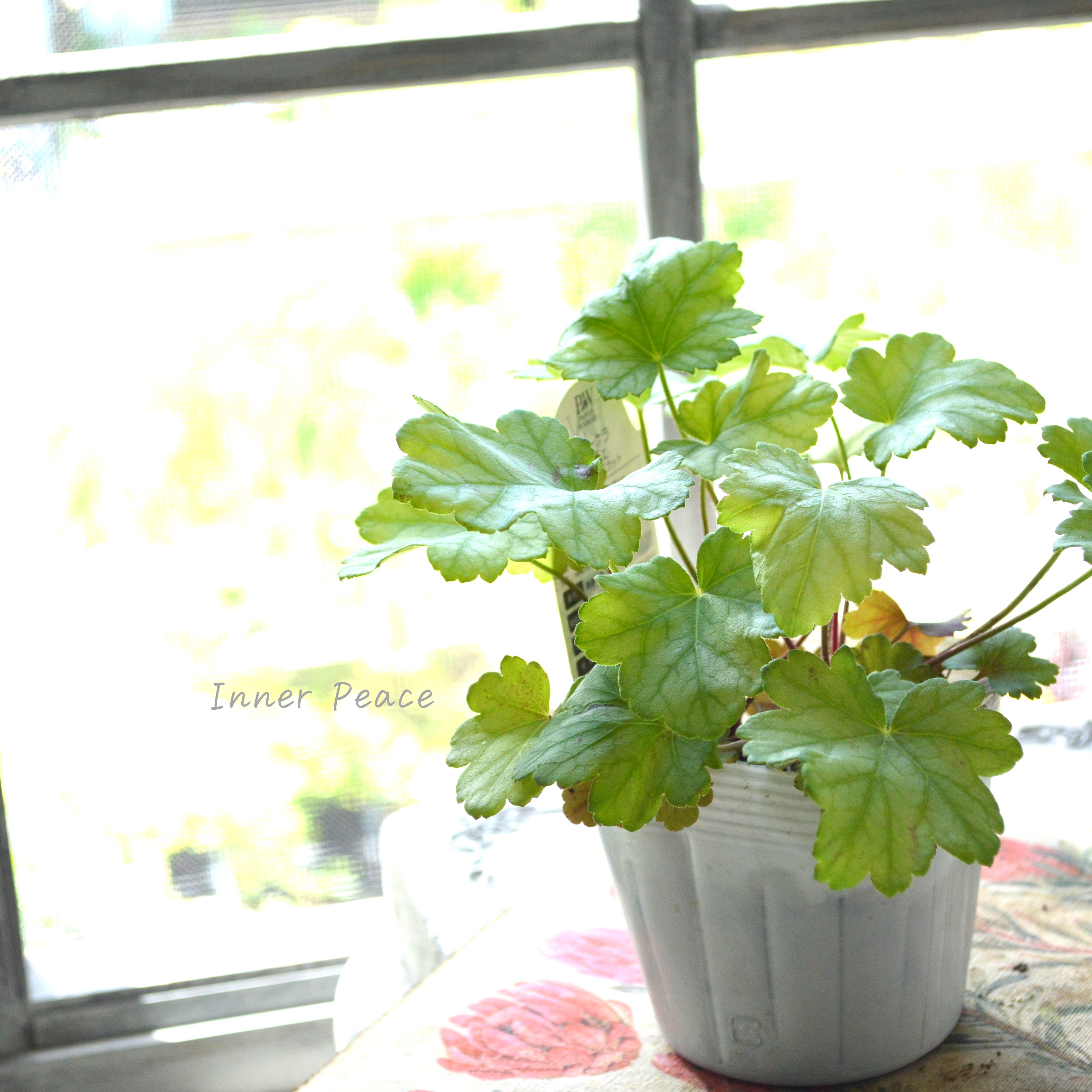 【PW】 ヒューケラ ドルチェ 『フローズンマスカット』 3.5寸POT