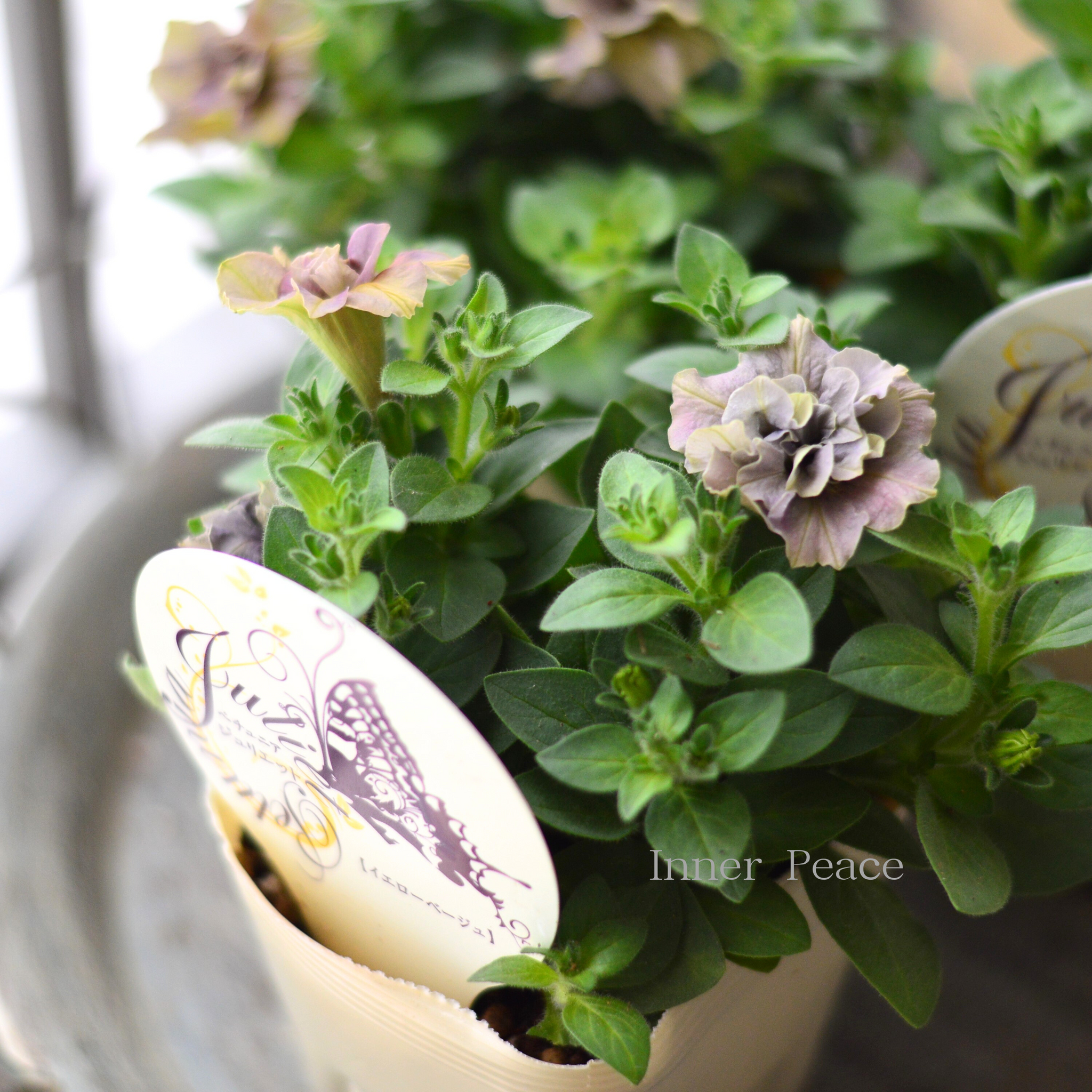 花芳さんオリジナル】 八重咲きペチュニア 『ジュリエット・イエロー