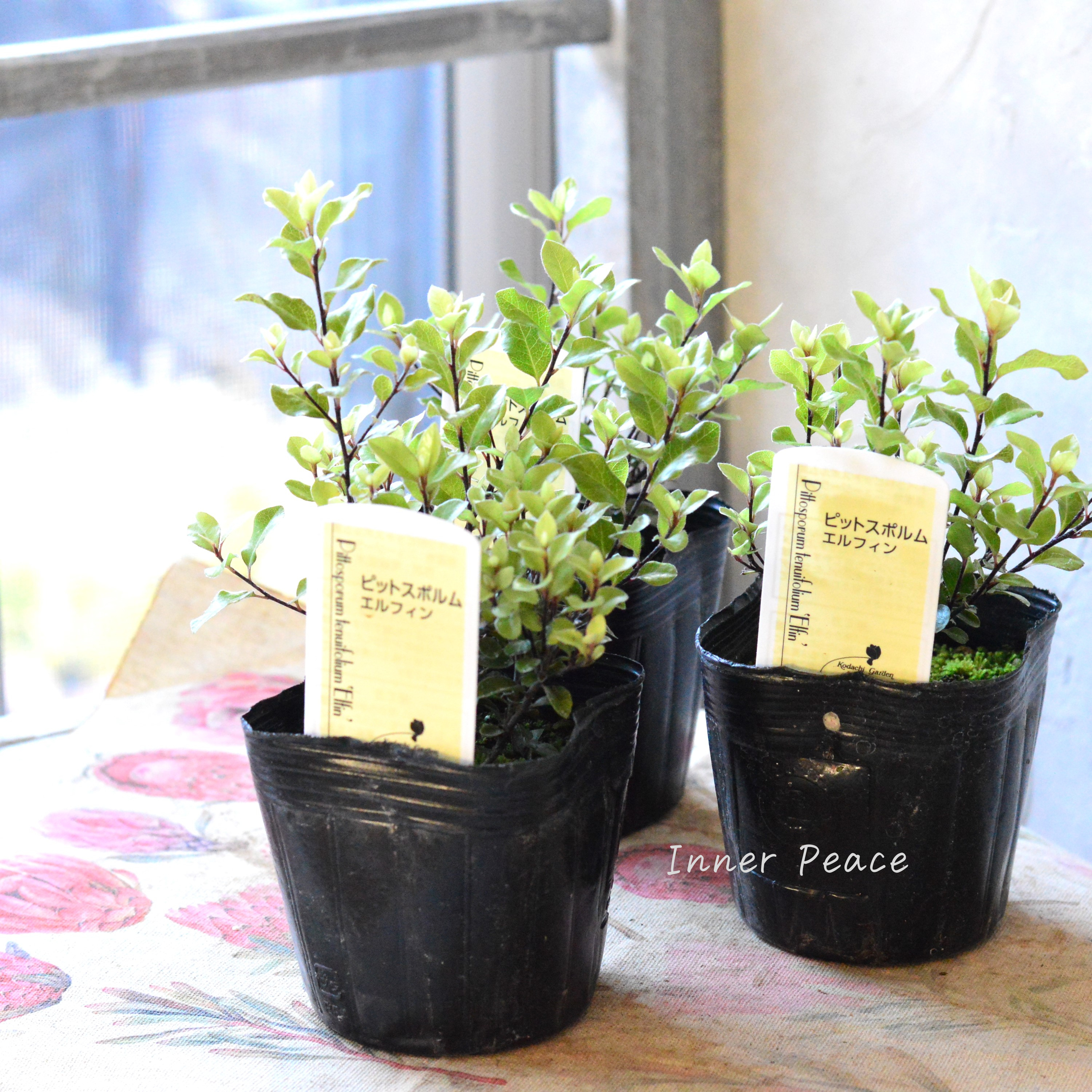 【美しい】 ピットスポルム 『エルフィン』 3寸POT