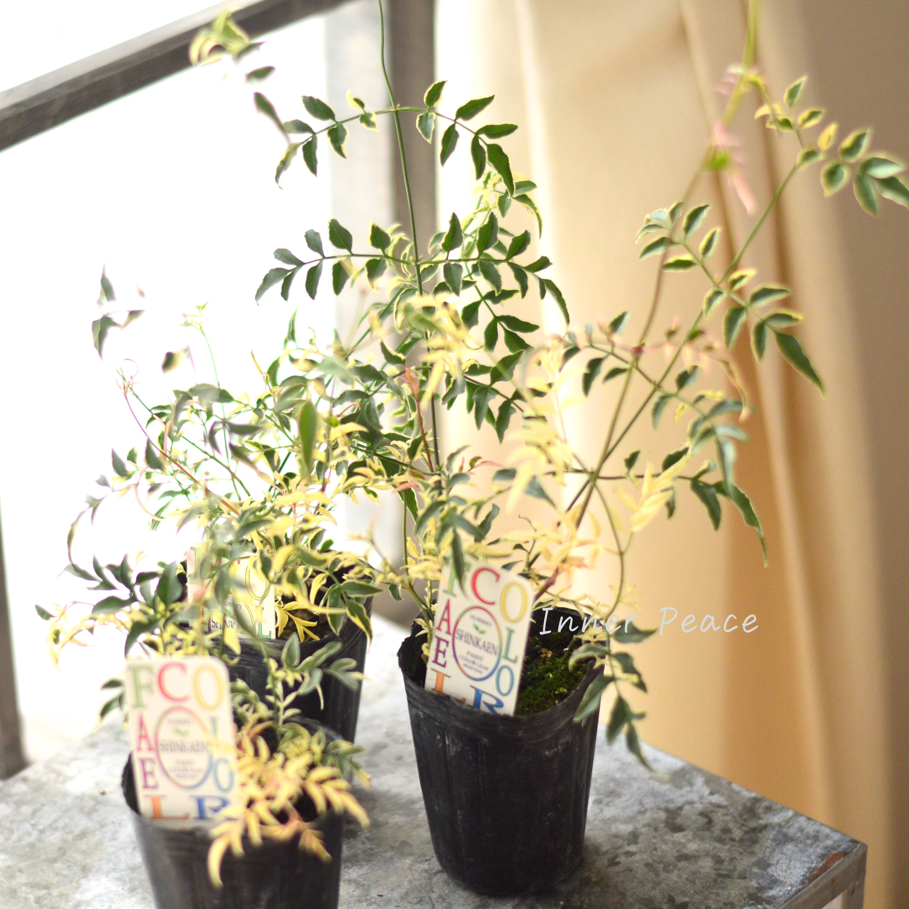 【斑入り】 ハゴロモジャスミン『ミルキーウェイ』 2.5寸~3寸POT