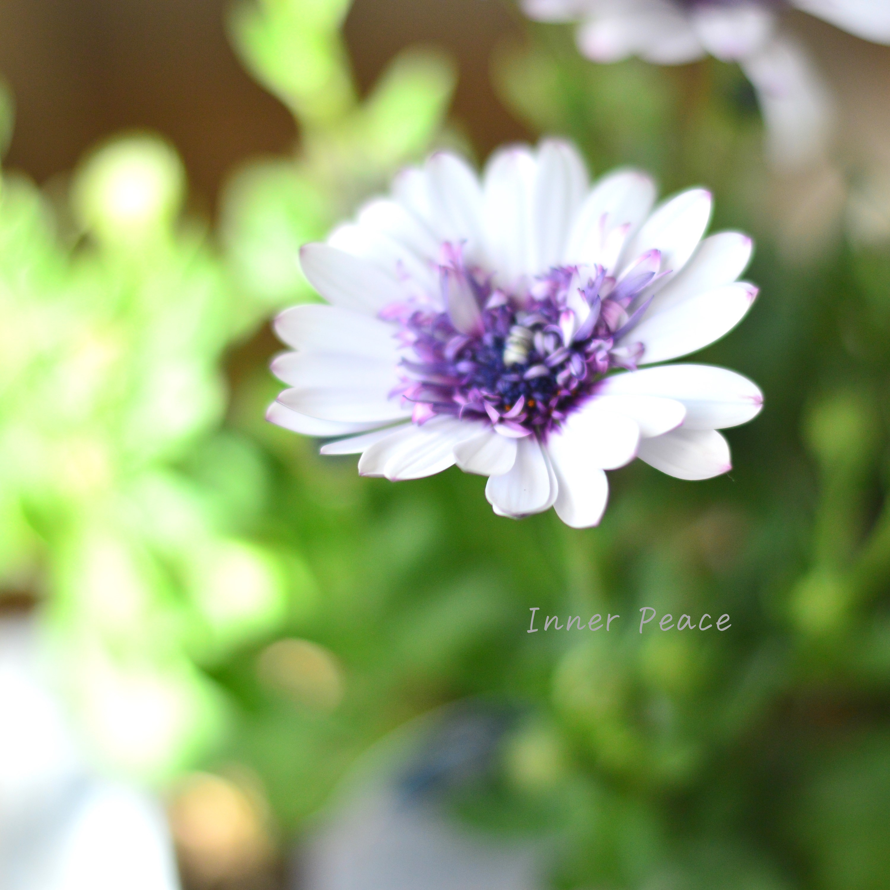 【大人かわいい】 オステオスペルマム 『フォーチュンブルー』 3.5寸POT