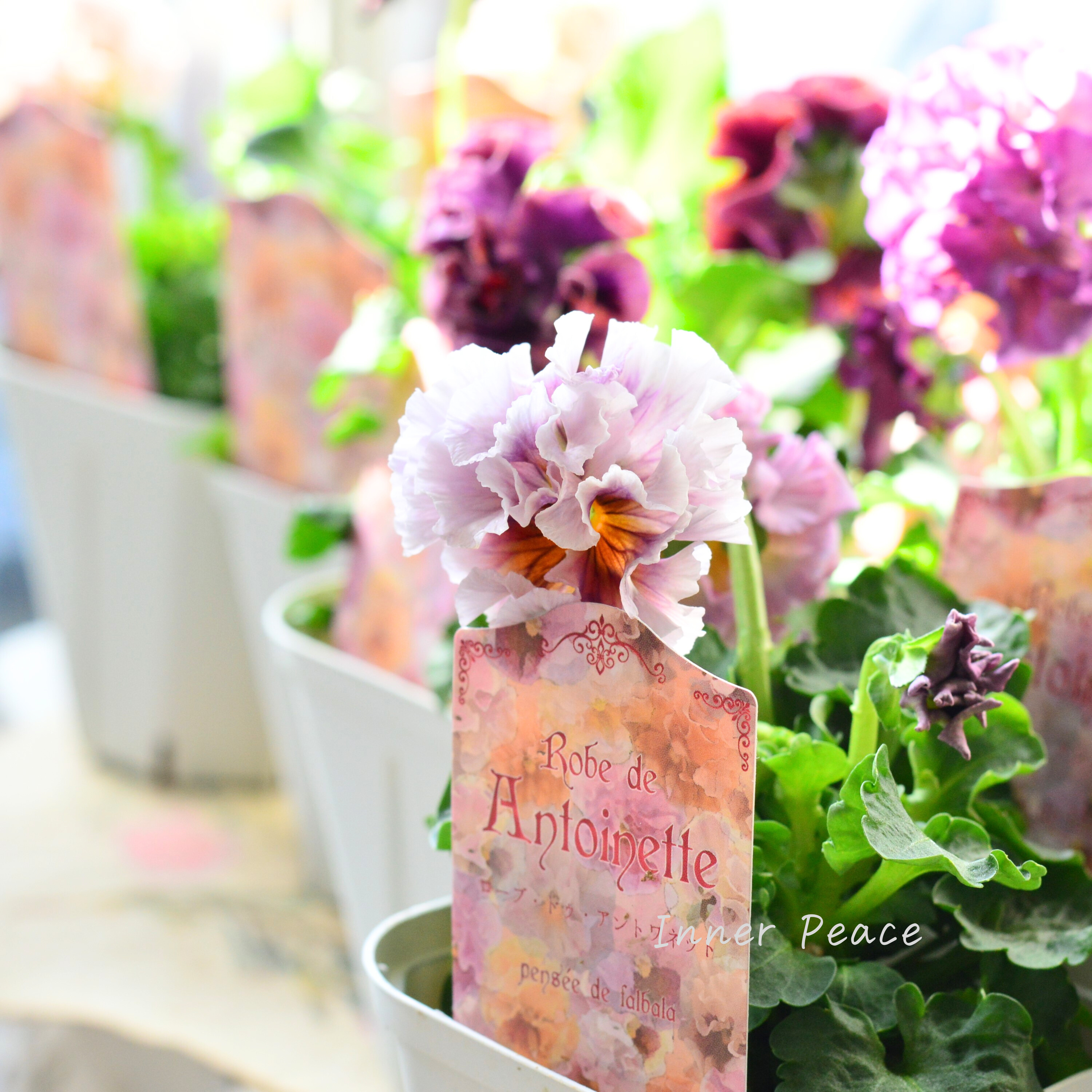 【サトウ園芸さん】 パンジー 『ローブ ドゥ アントワネット』 3.5寸POT