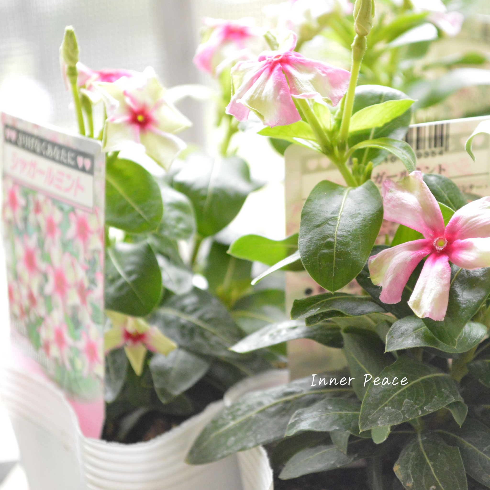 サルート E65/M 44G 秘密の花園 ME サルート E65/M 44G 秘密の花園 ME