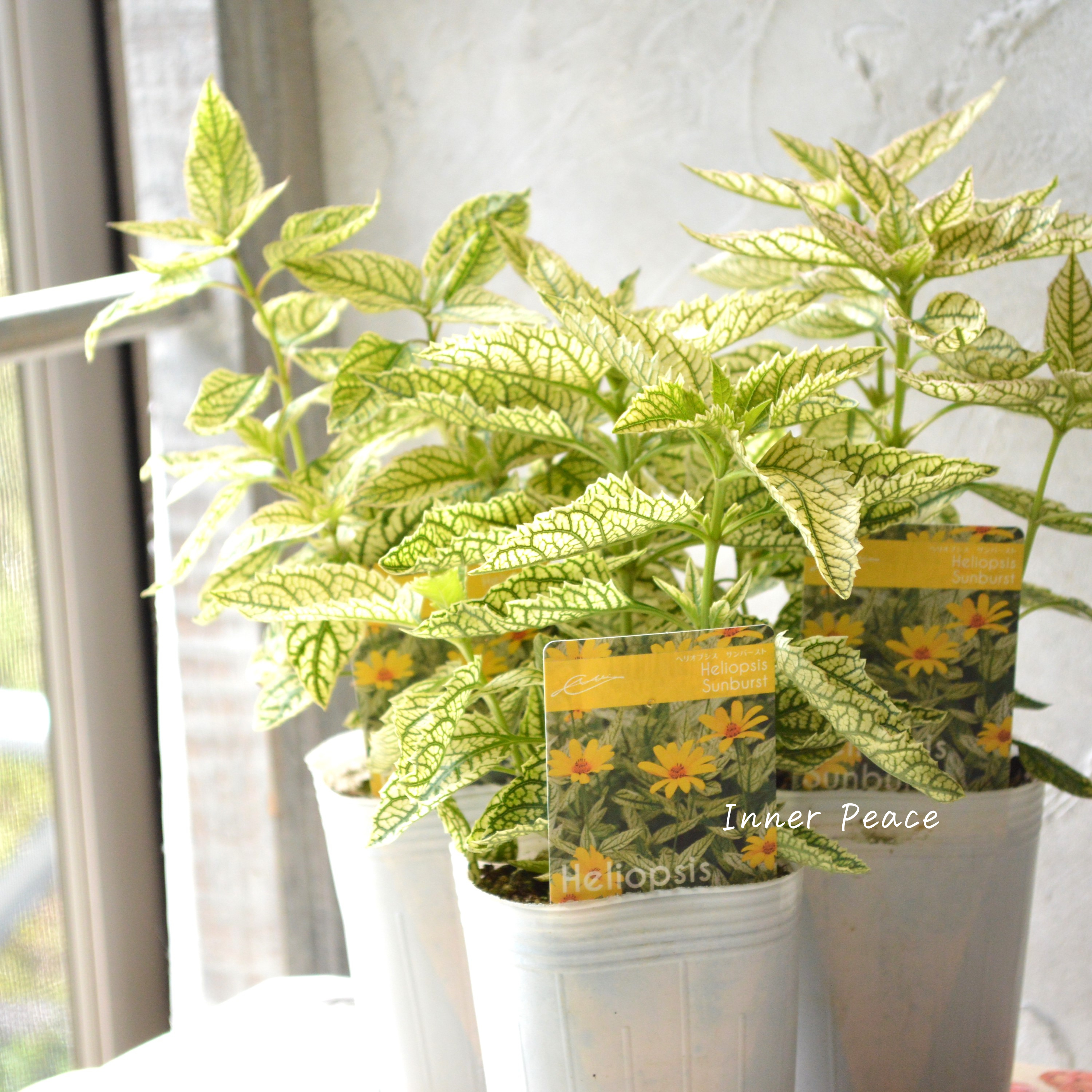 【開花期が長い】 ヘリオプシス 『サンバースト』 3寸POT