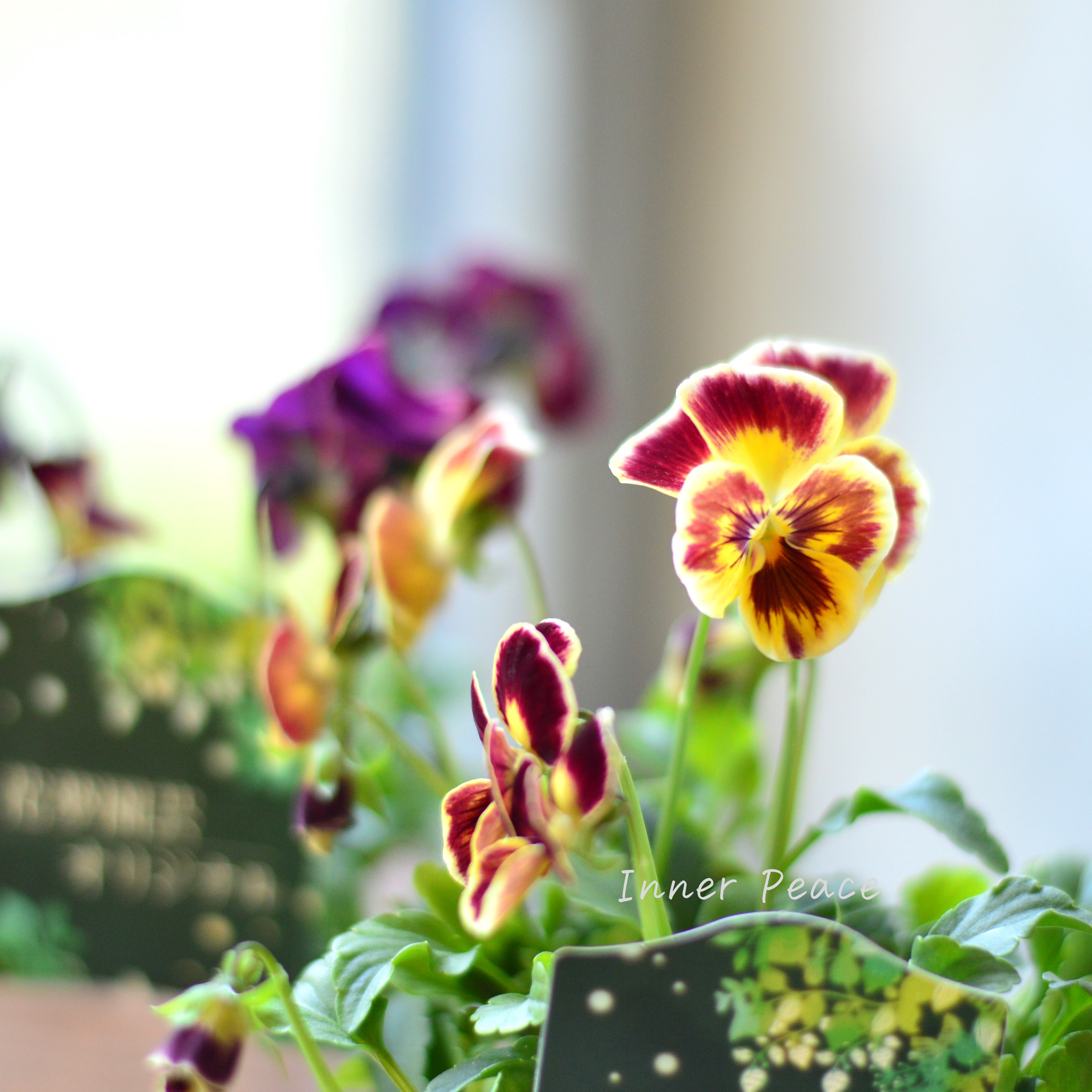 【花夢園芸さん】 ビオラ 『レッド系』 3寸ロングPOT