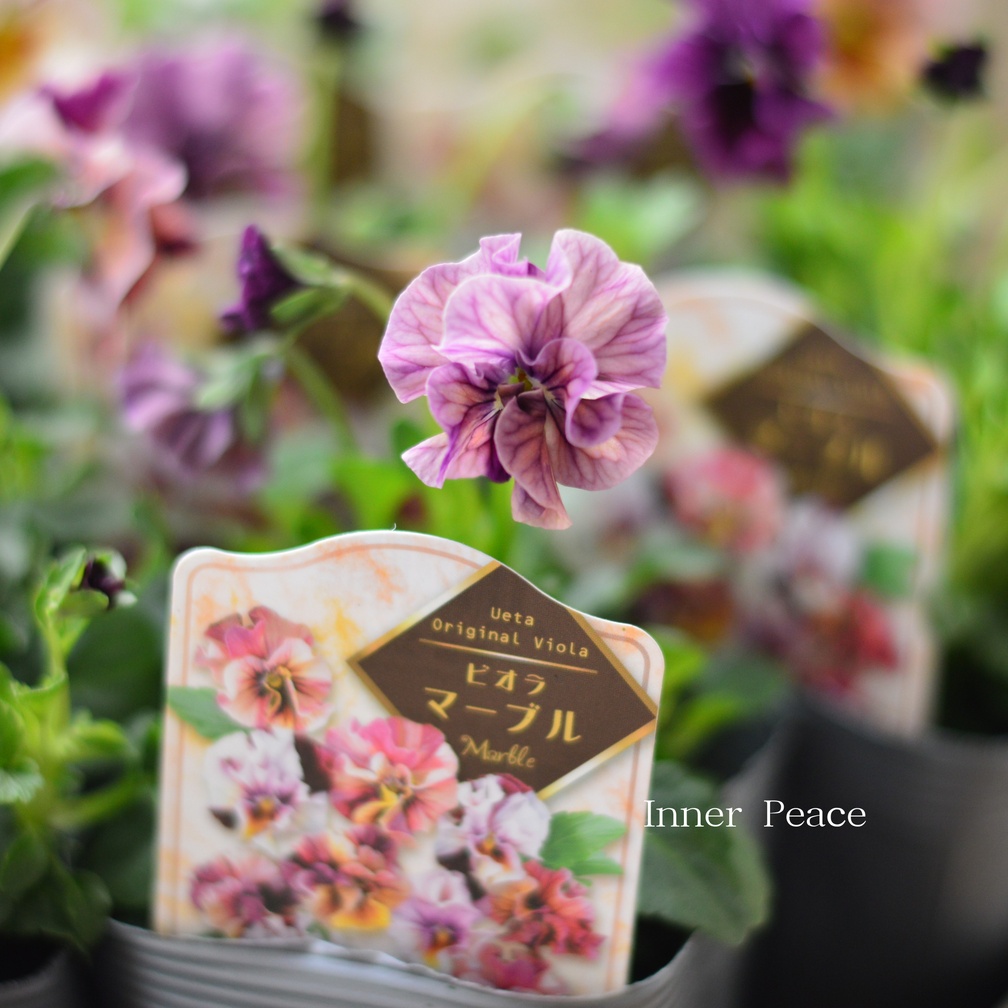 【うえたさん育種】 ビオラ 『マーブル』 3.5寸POT
