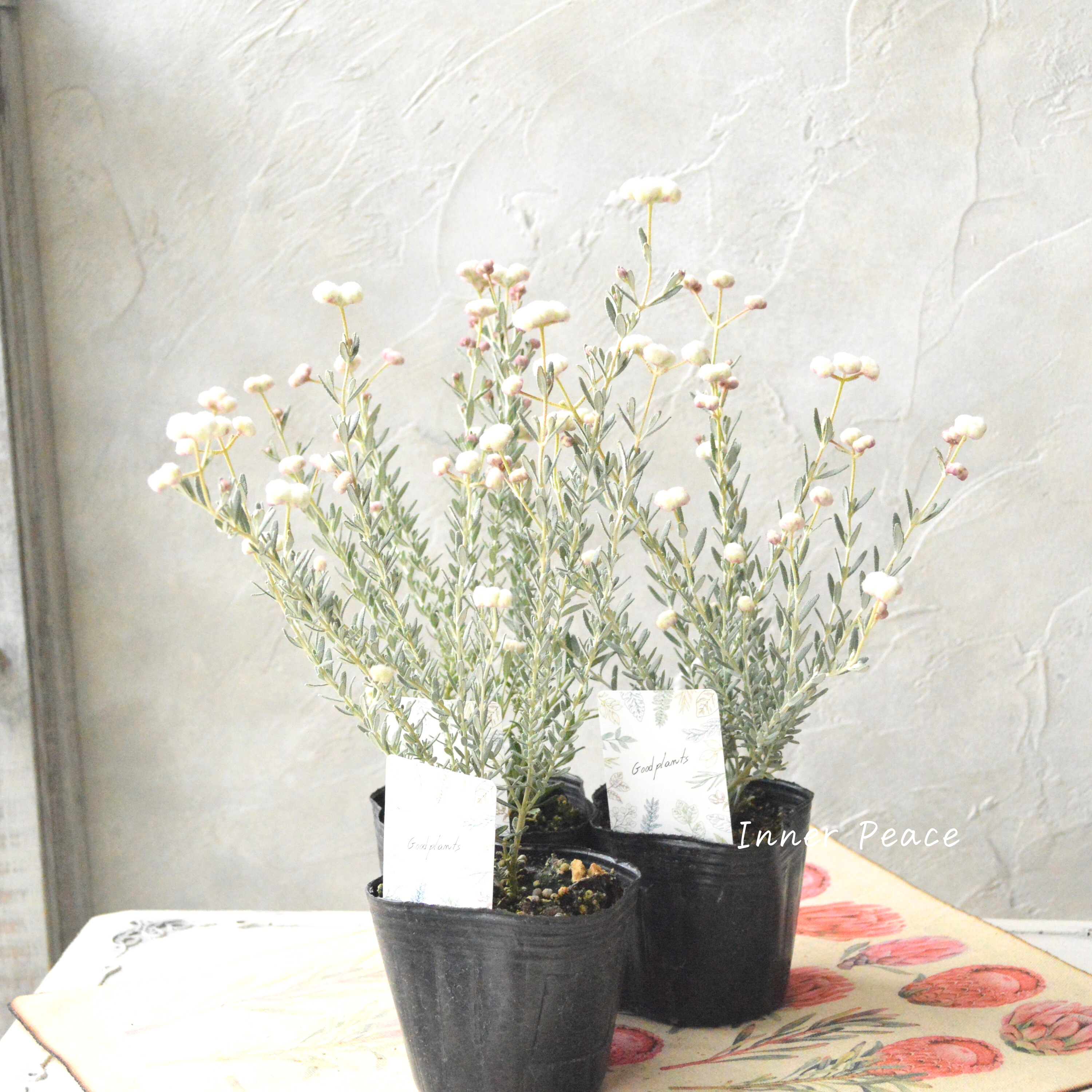 【希少】 ディクラスティリス 『グロビフローラ』 3寸POT