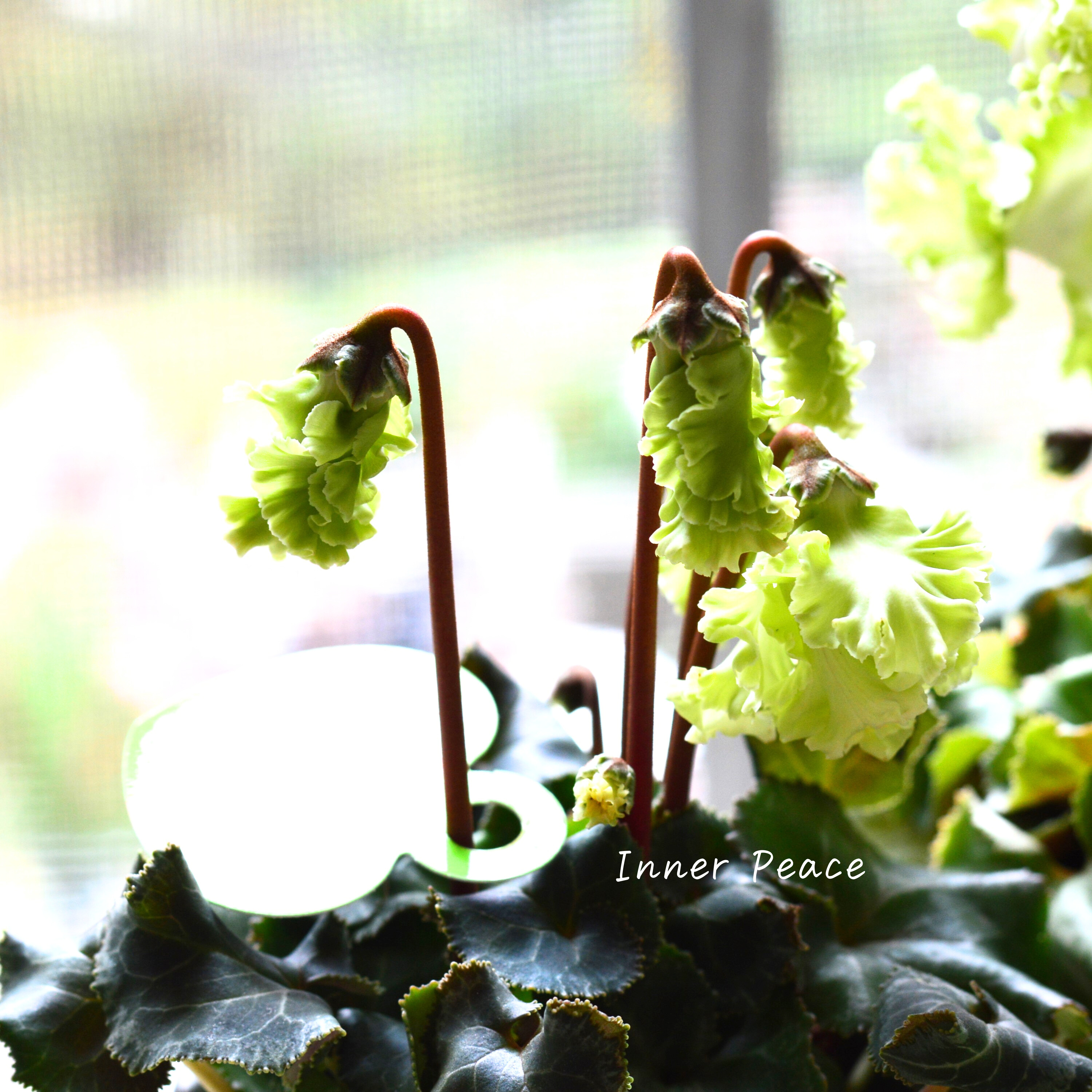 【美しい】 ガーデンシクラメン 『森の妖精』 3寸ロング硬質POT