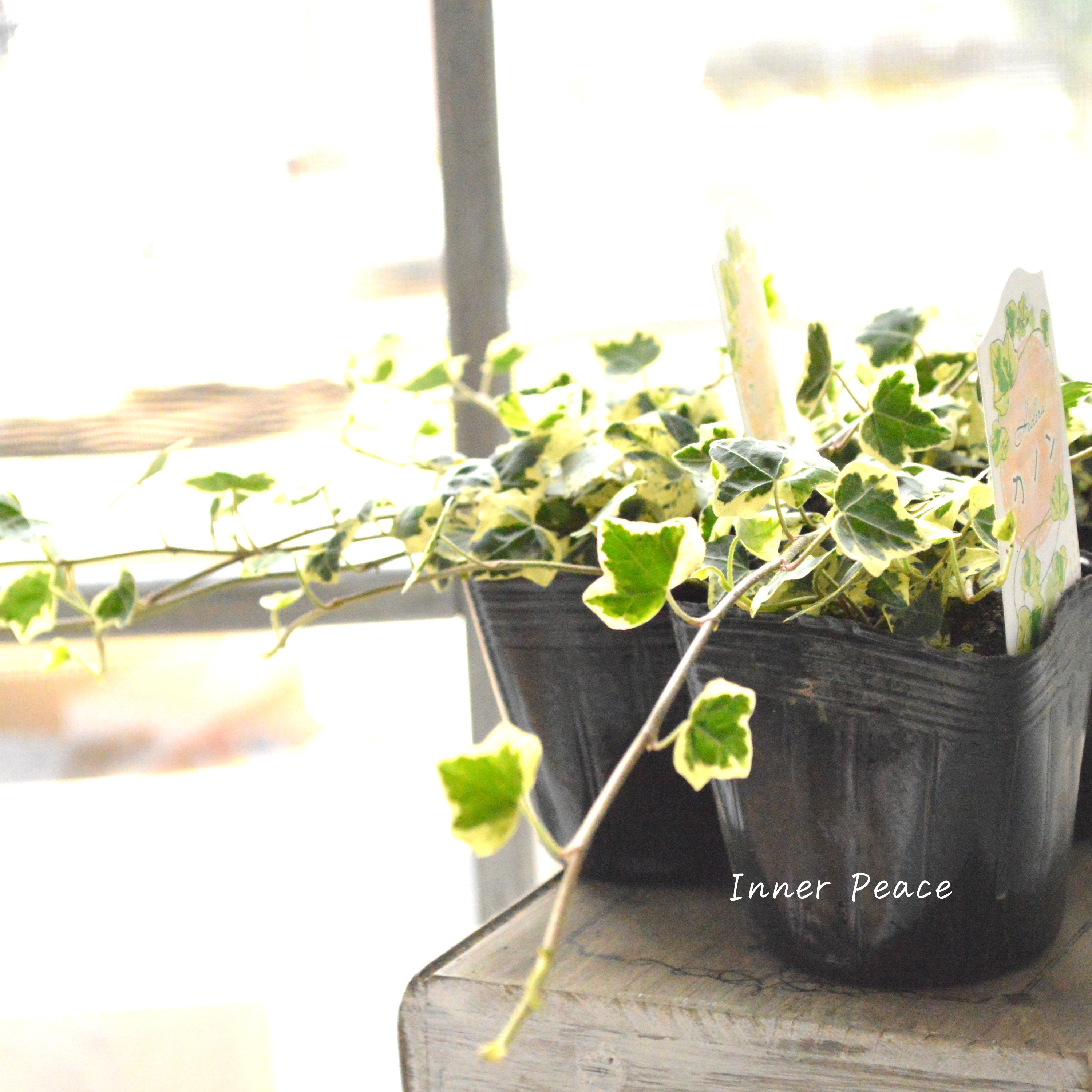 【斑入り】 ヘデラ 『カノン』 3寸POT