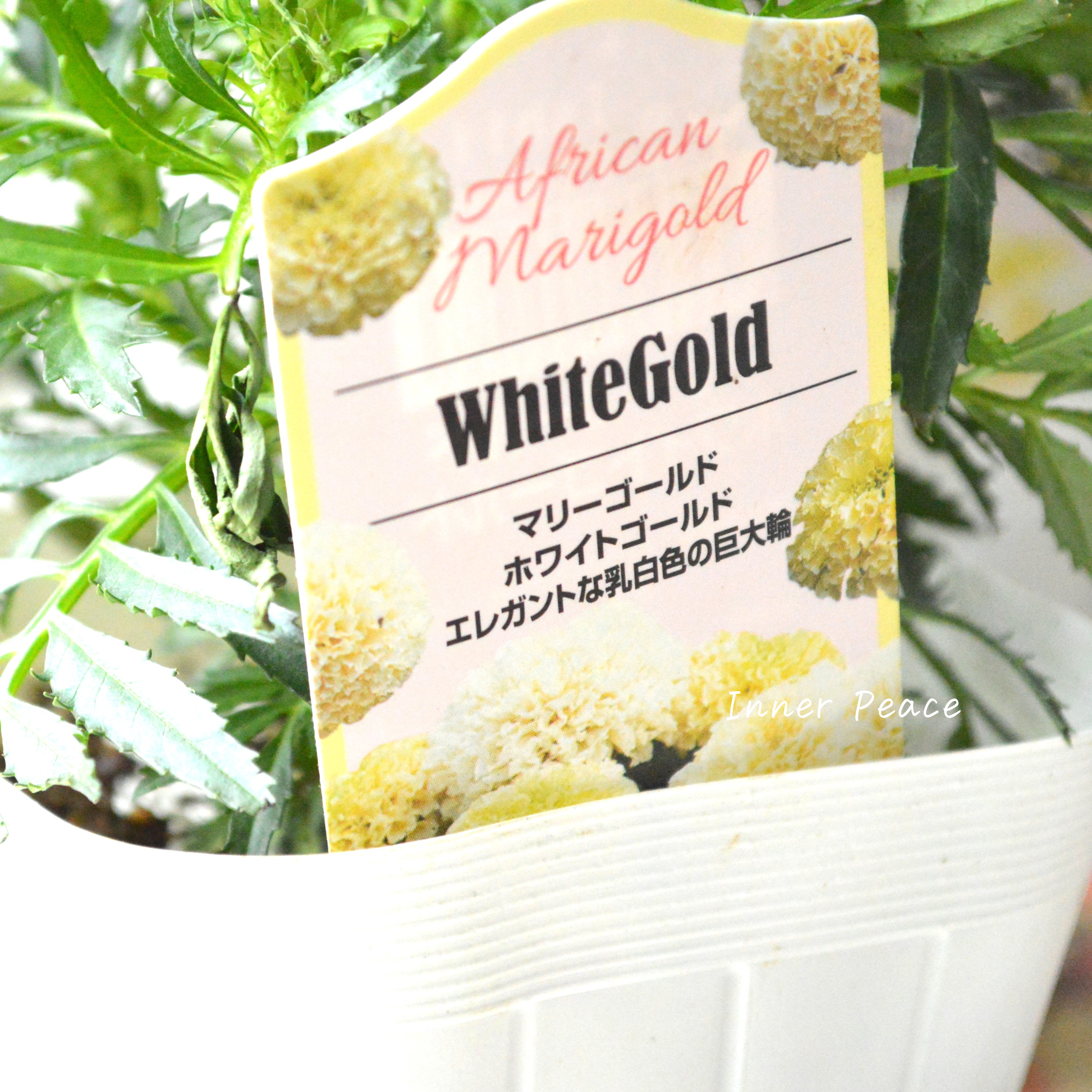 【かわいい】 マリーゴールド 『ホワイトゴールド』 3.5寸POT