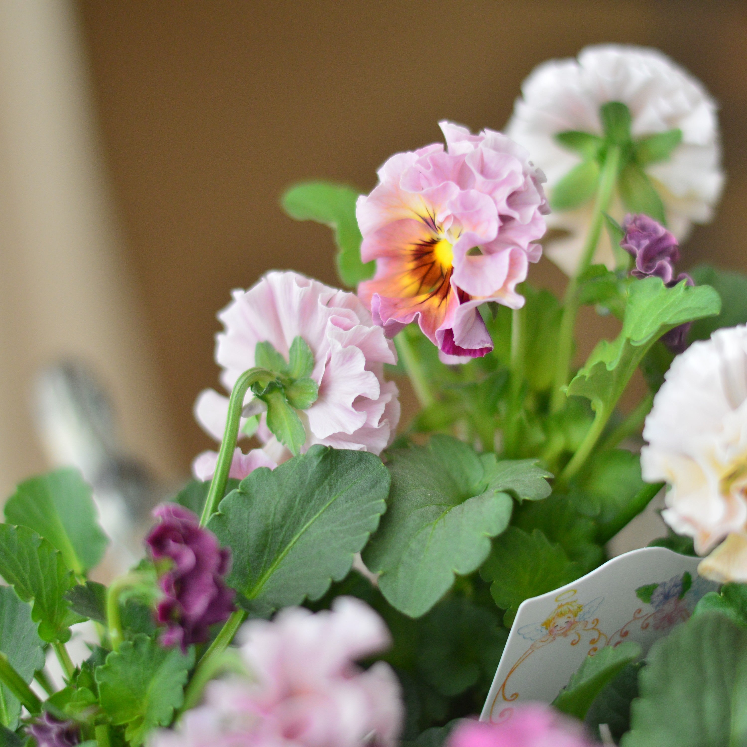 【松原園芸さん】 パンジー 『スリールドランジュ・ピンク系』 3寸POT