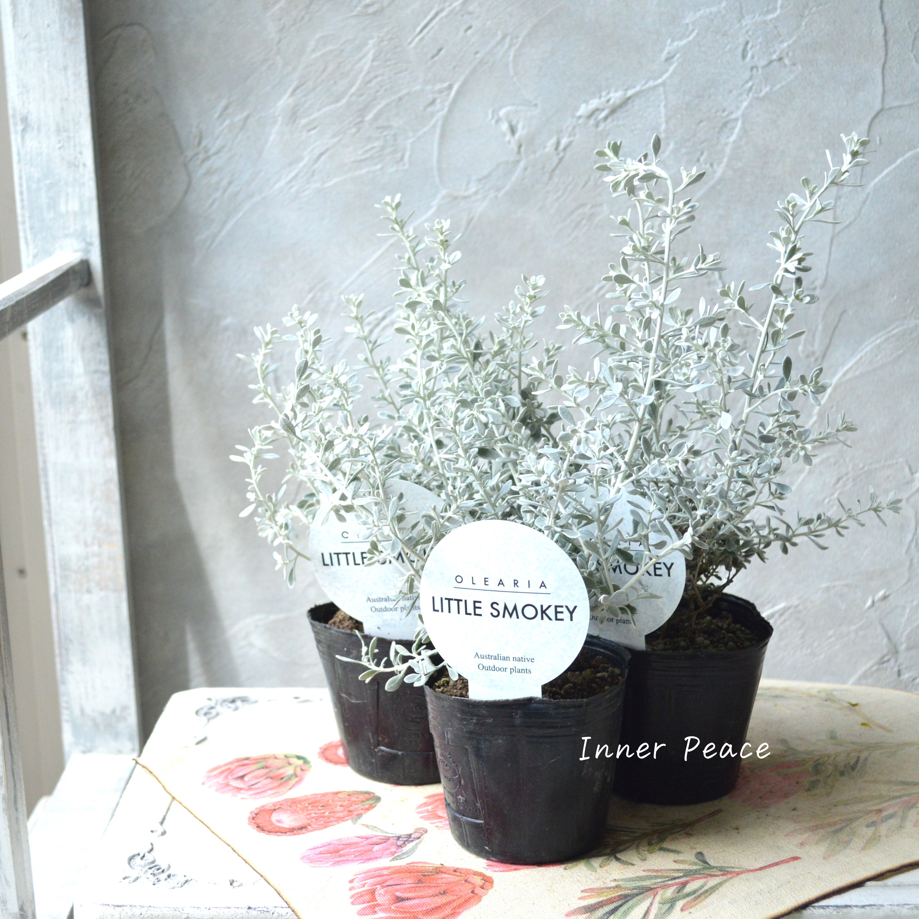 【寄せ植えに】 オレアリア 『リトルスモーキー』 3寸POT