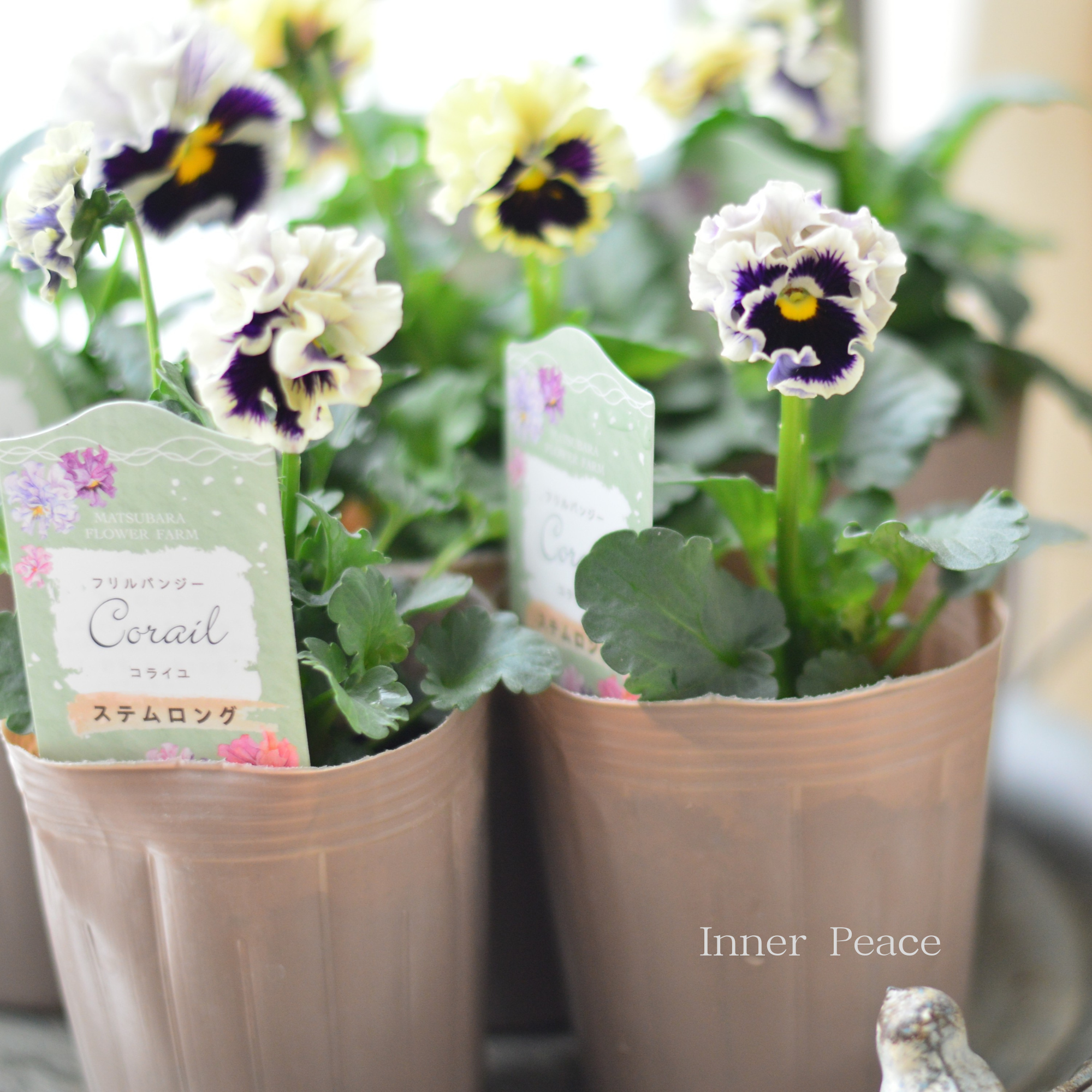 【素敵】 パンジー 『コライユ・ステムロング カスタードベリー』 3寸ロングPOT