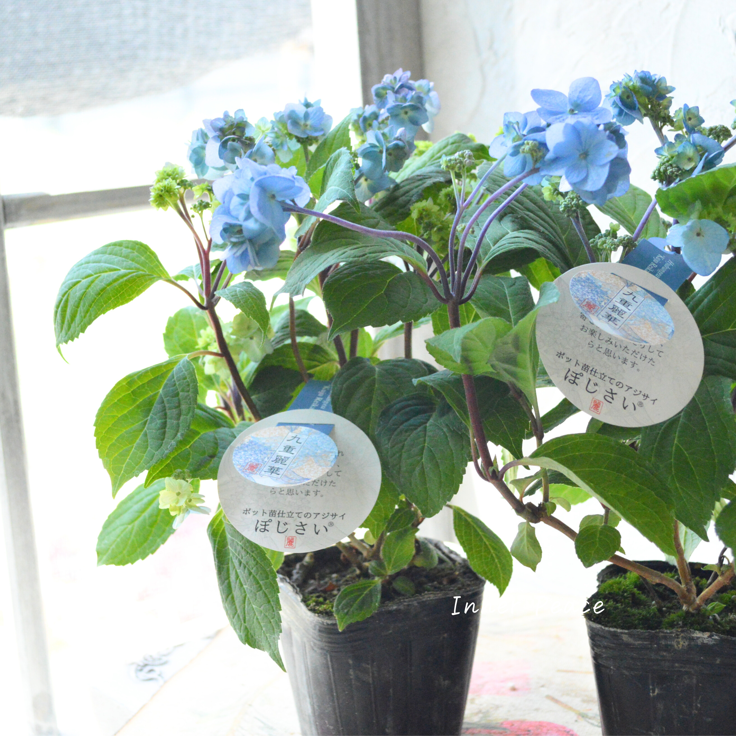 【吉岡麗子さん】 紫陽花 『九重麗華』 3号POT