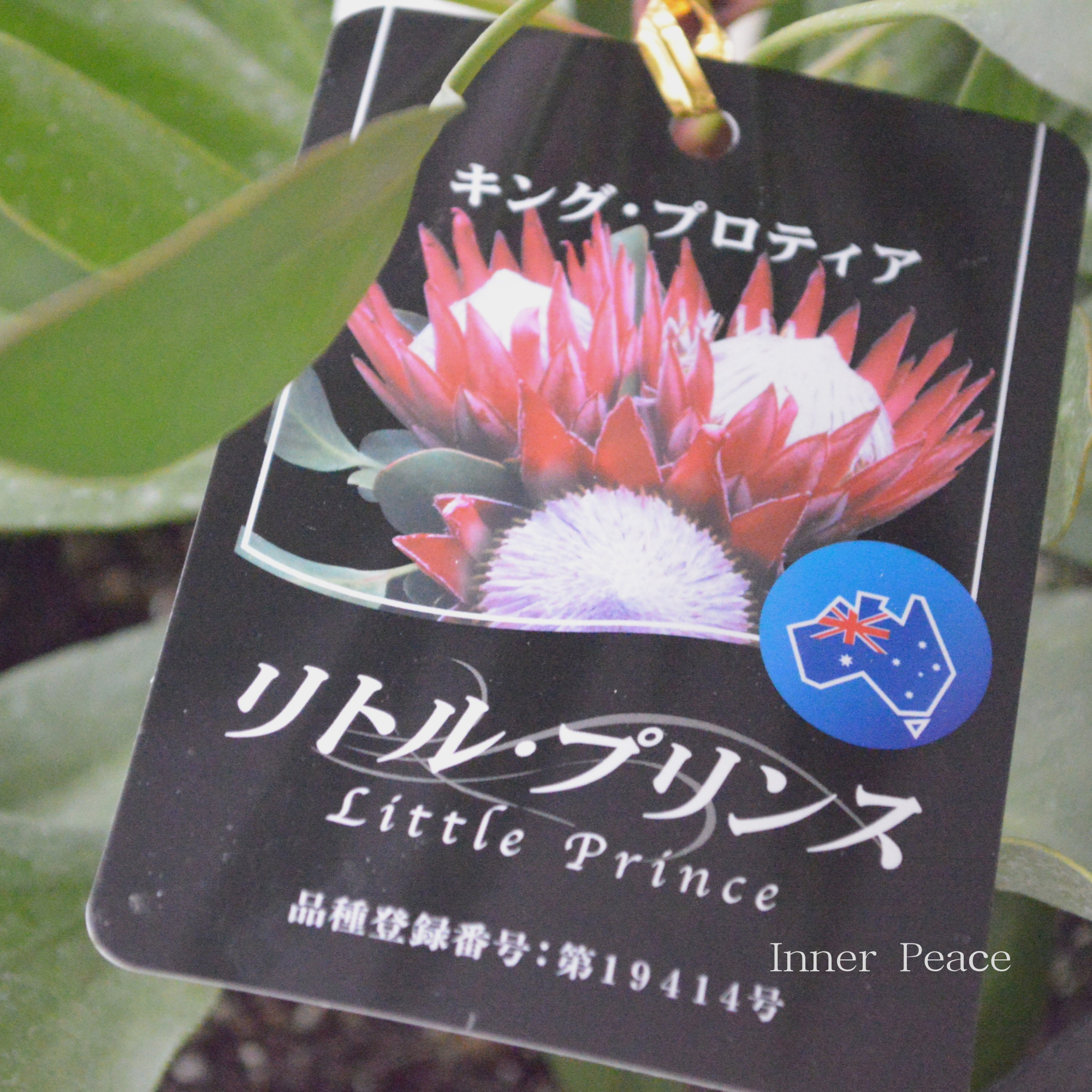 【人気】 プロテア 『リトルプリンス』 6号鉢