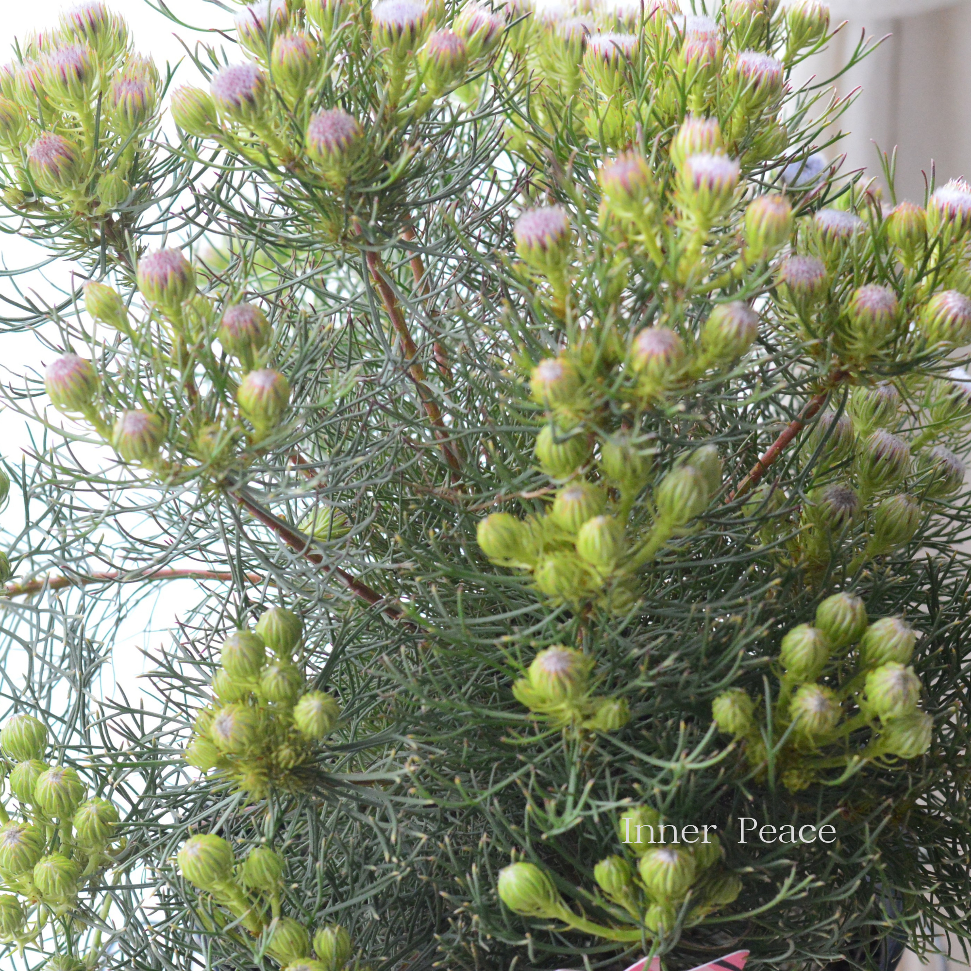 【大苗】 ジョーイセルリア 『ラズベリーバースト』 7号鉢