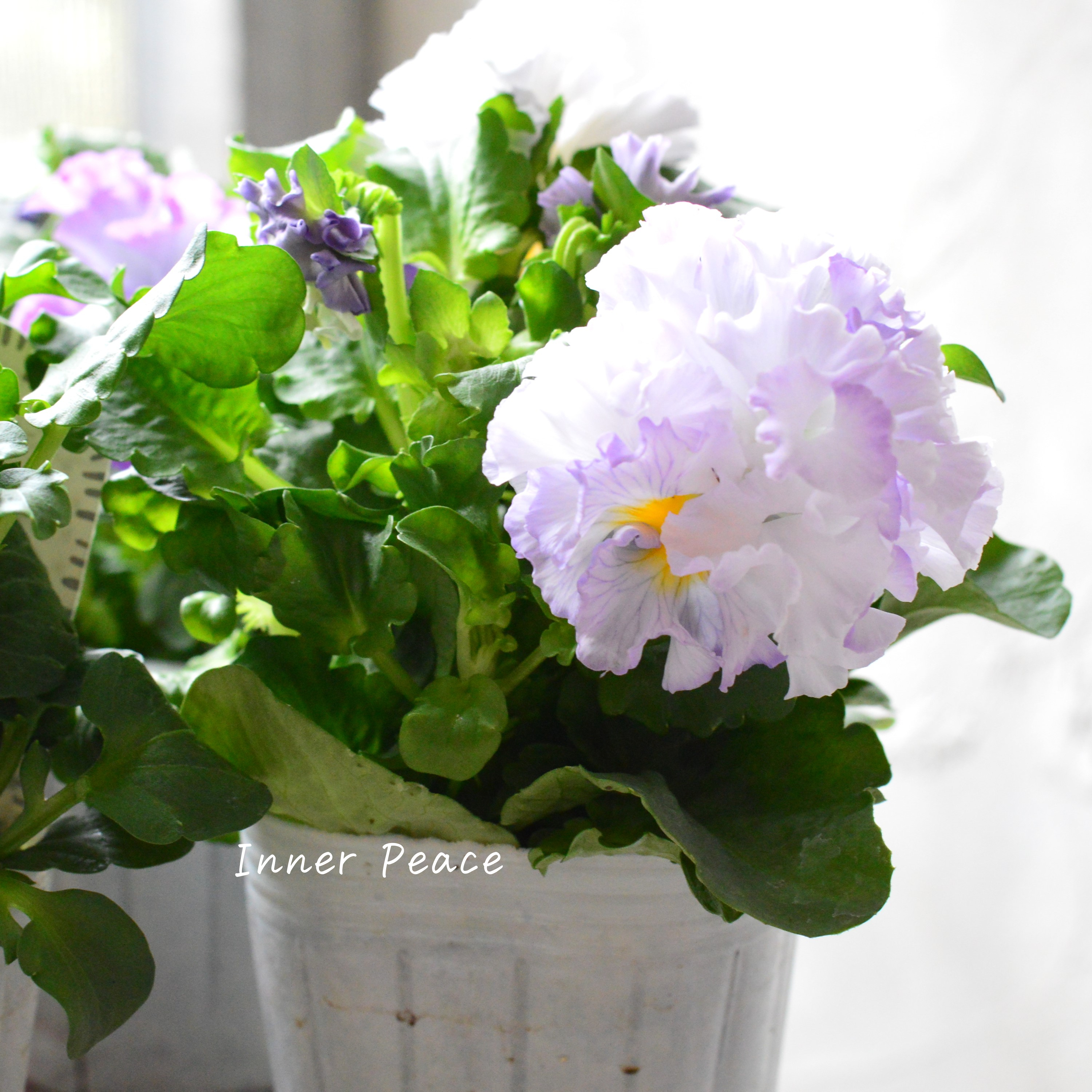 【湘南Berryさん】 フリルパンジー 『シュガーボンボン・パープル系』 3寸POT